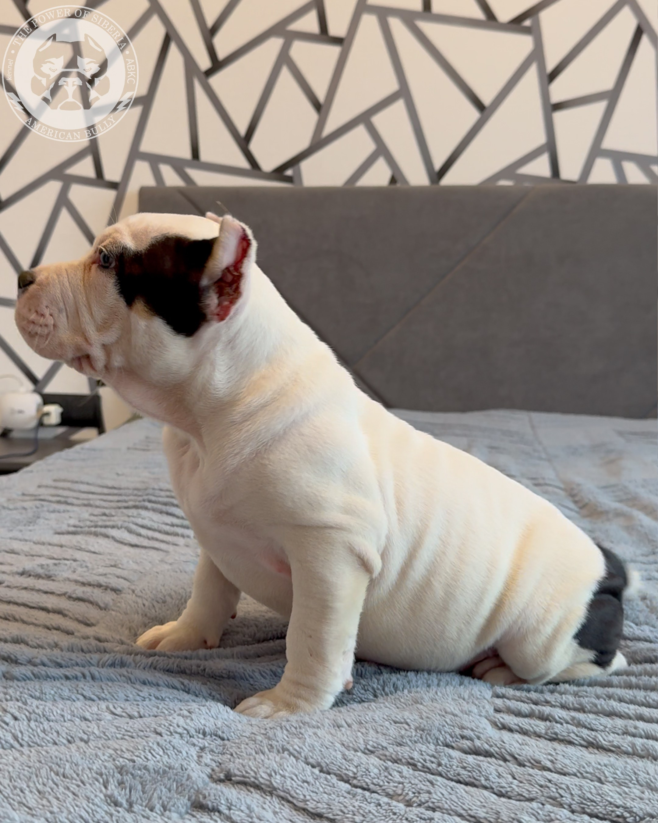 20.01.26-Рокси-Арчи. Американский Булли в г. Ростов-на-Дону. Питомник THE POWER OF SIBERIA