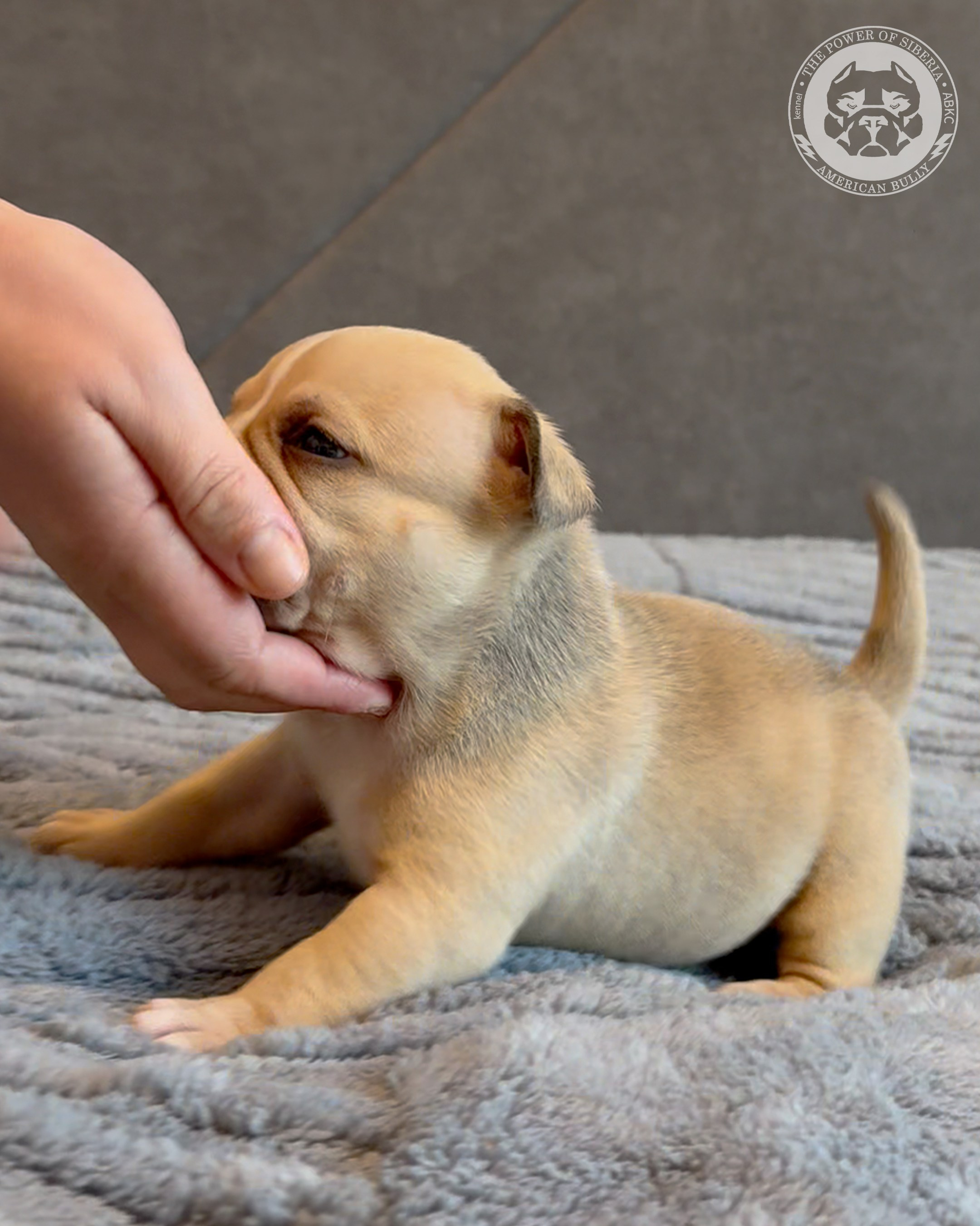 Свободные щенки Американский Булли, в типах покет, классик, стандарт. Американский Булли в г. Ростов-на-Дону. Питомник THE POWER OF SIBERIA