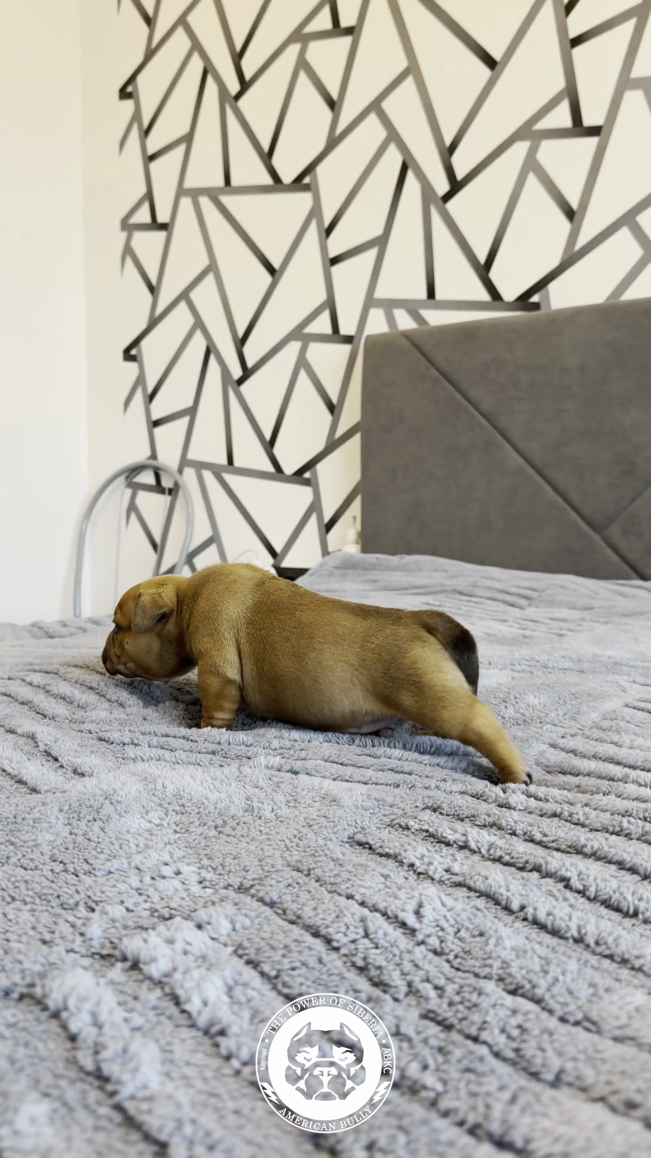 Свободные щенки Американский Булли, в типах покет, классик, стандарт. Американский Булли в г. Ростов-на-Дону. Питомник THE POWER OF SIBERIA