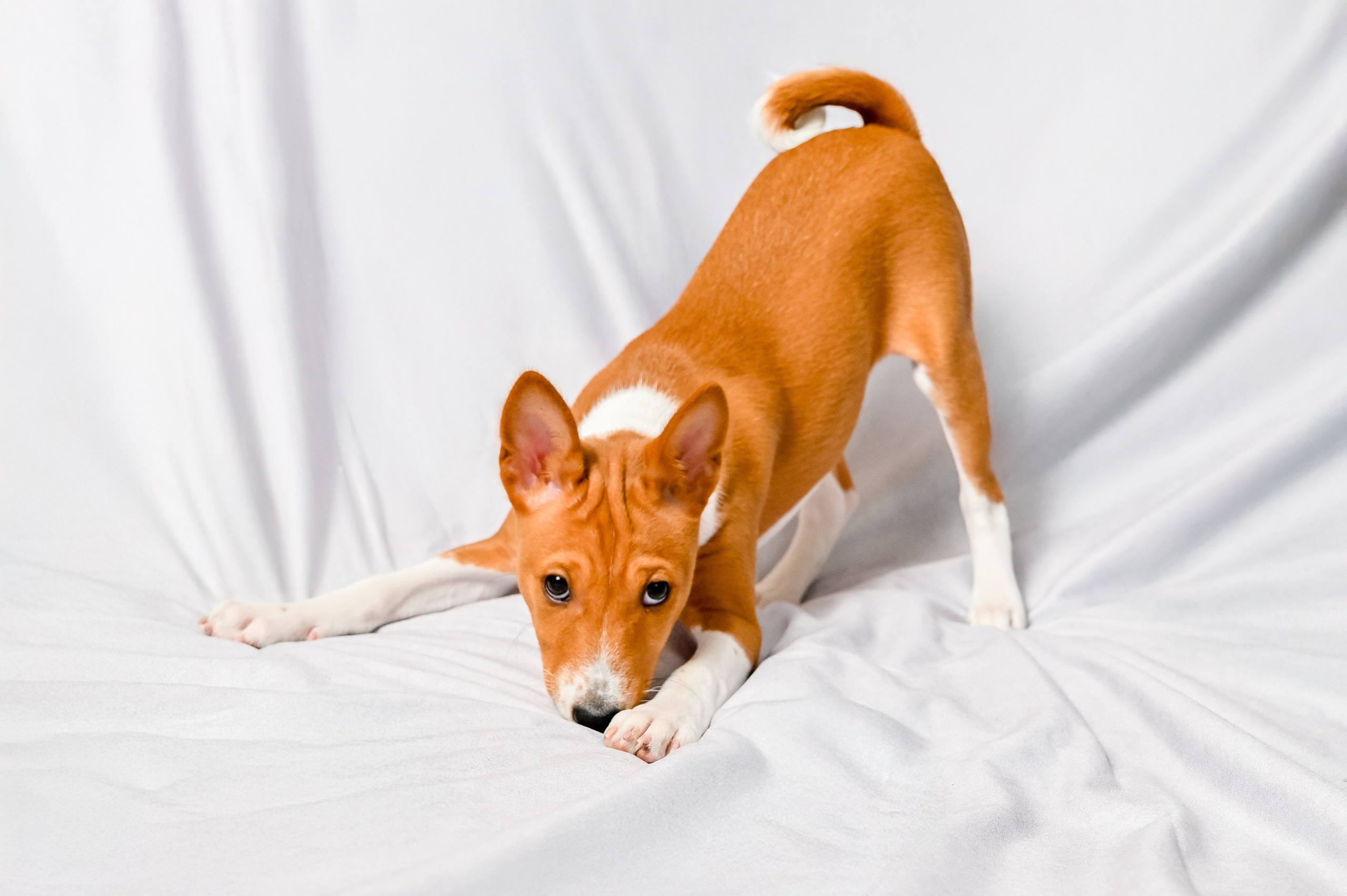 Питомцы. Интерьерный фотограф. Фото- видеосъемка недвижимости Санкт-Петербург
