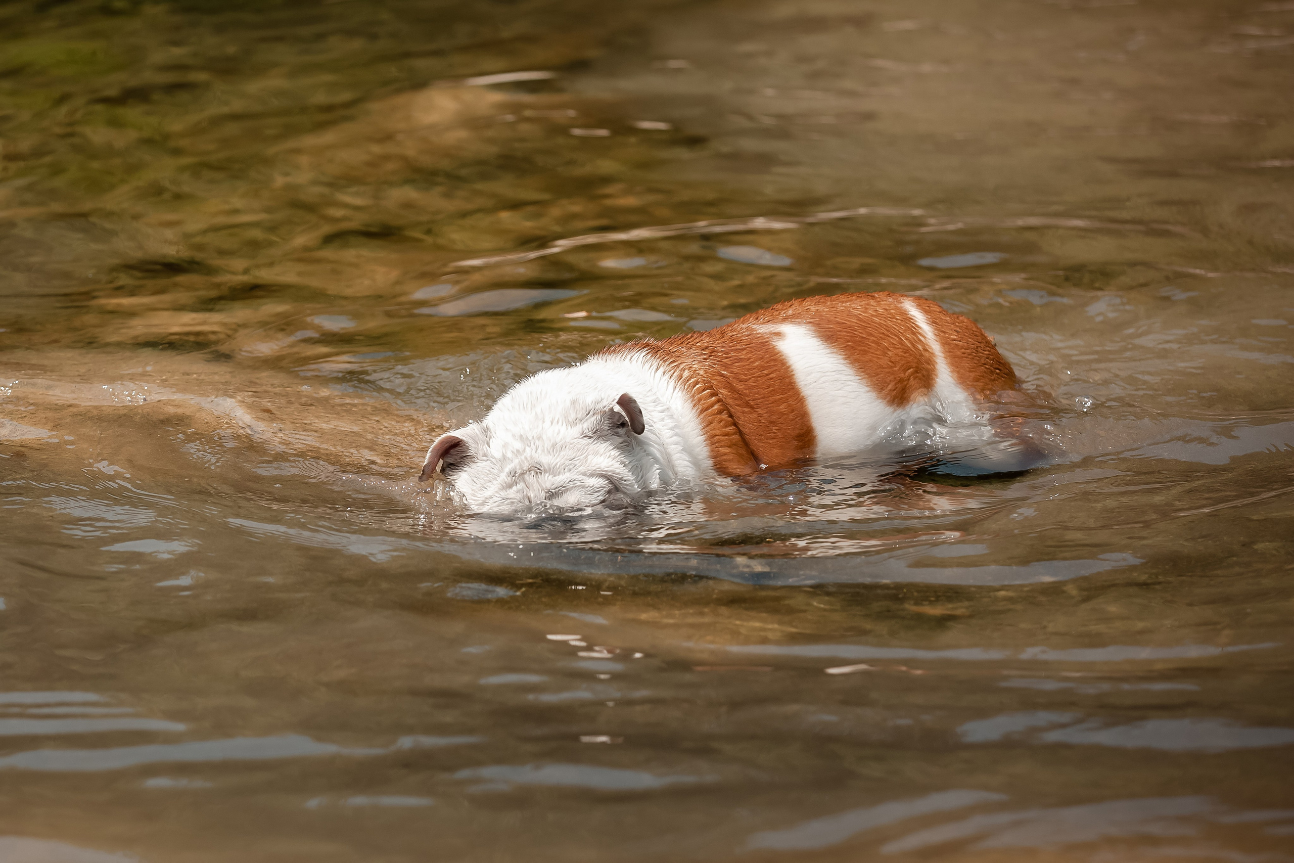 Фотосессия английского бульдога на речке. Фотограф-анималист в Краснодаре Маша Мельникова