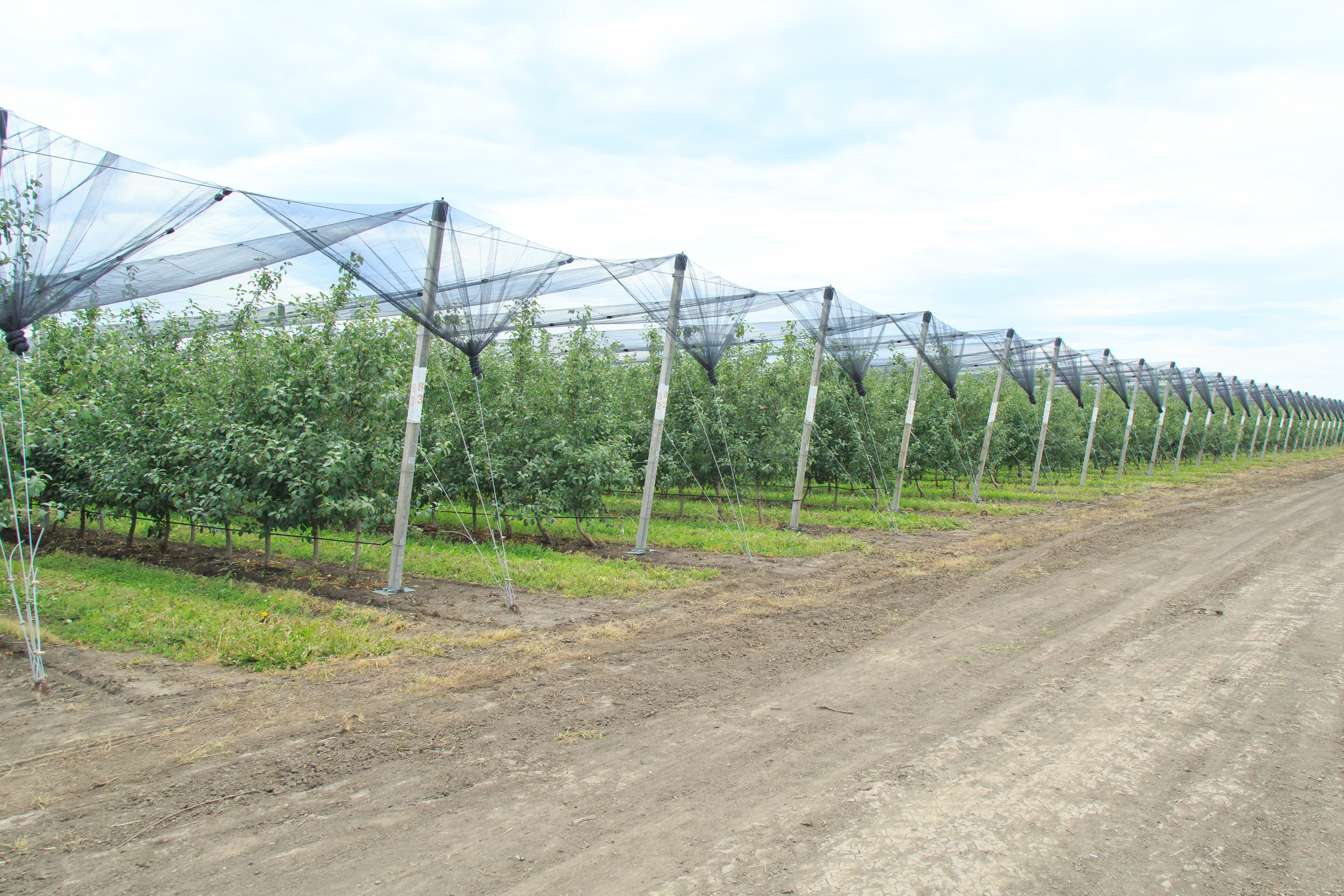Репортажный фотограф. Репортажная фотосъёмка Минеральные Воды, Пятигорск, Кисловодск, Ставрополь. Репортажный и свадебный фотограф Пятигорск и КМВ