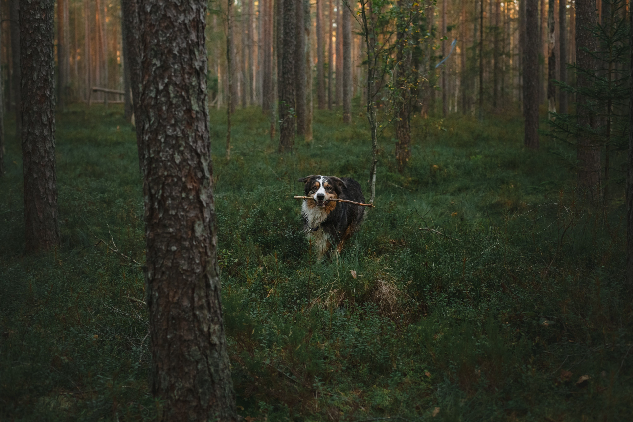Фотопрогулка в Ленобласти. Фотограф-анималист Татьяна Степанова