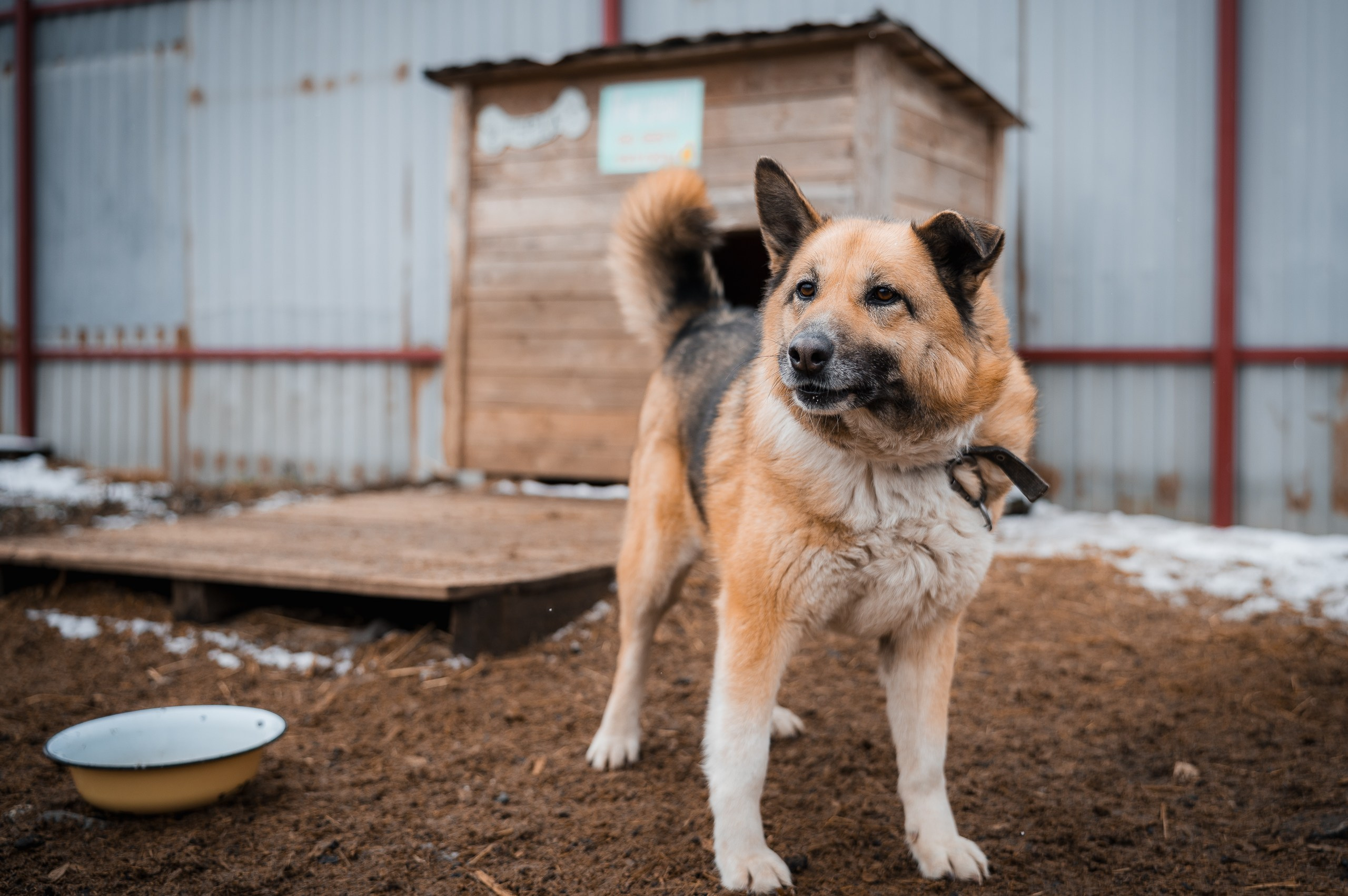 Герда. Улыбка собаки — спасение и пристройство бездомных собак