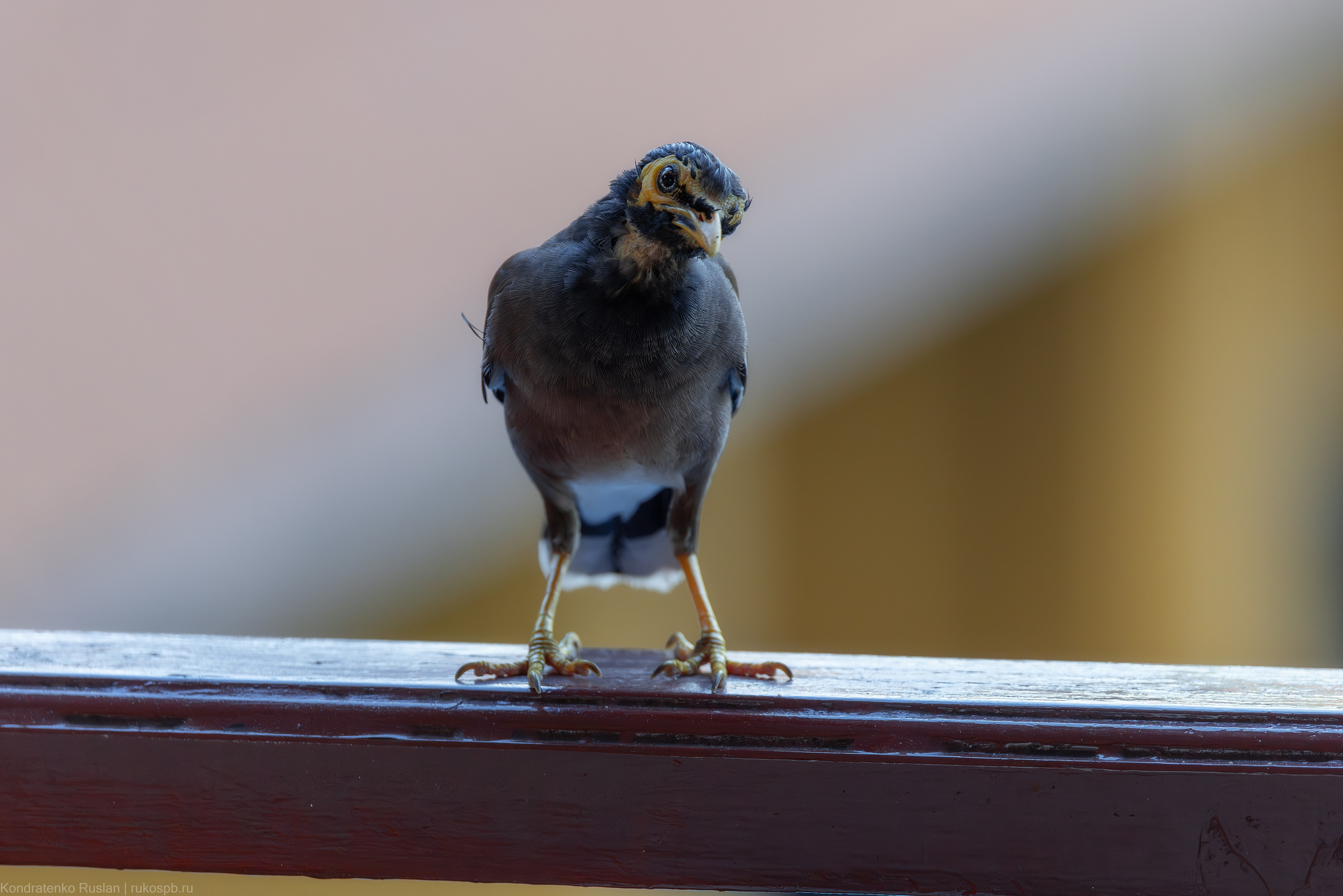 Обыкновенная майна. Архитектурный и пейзажный фотограф Кондратенко Руслан, Санкт-Петербург
