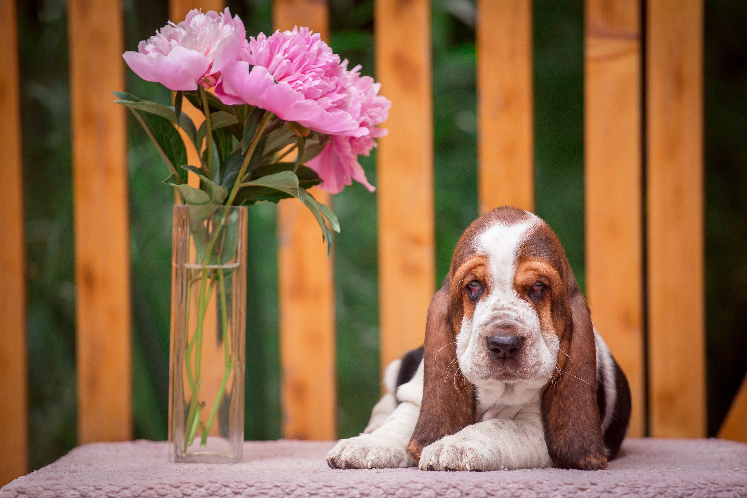 Щенок бассет-хаунда лежит на столе рядом с розовыми цветами.