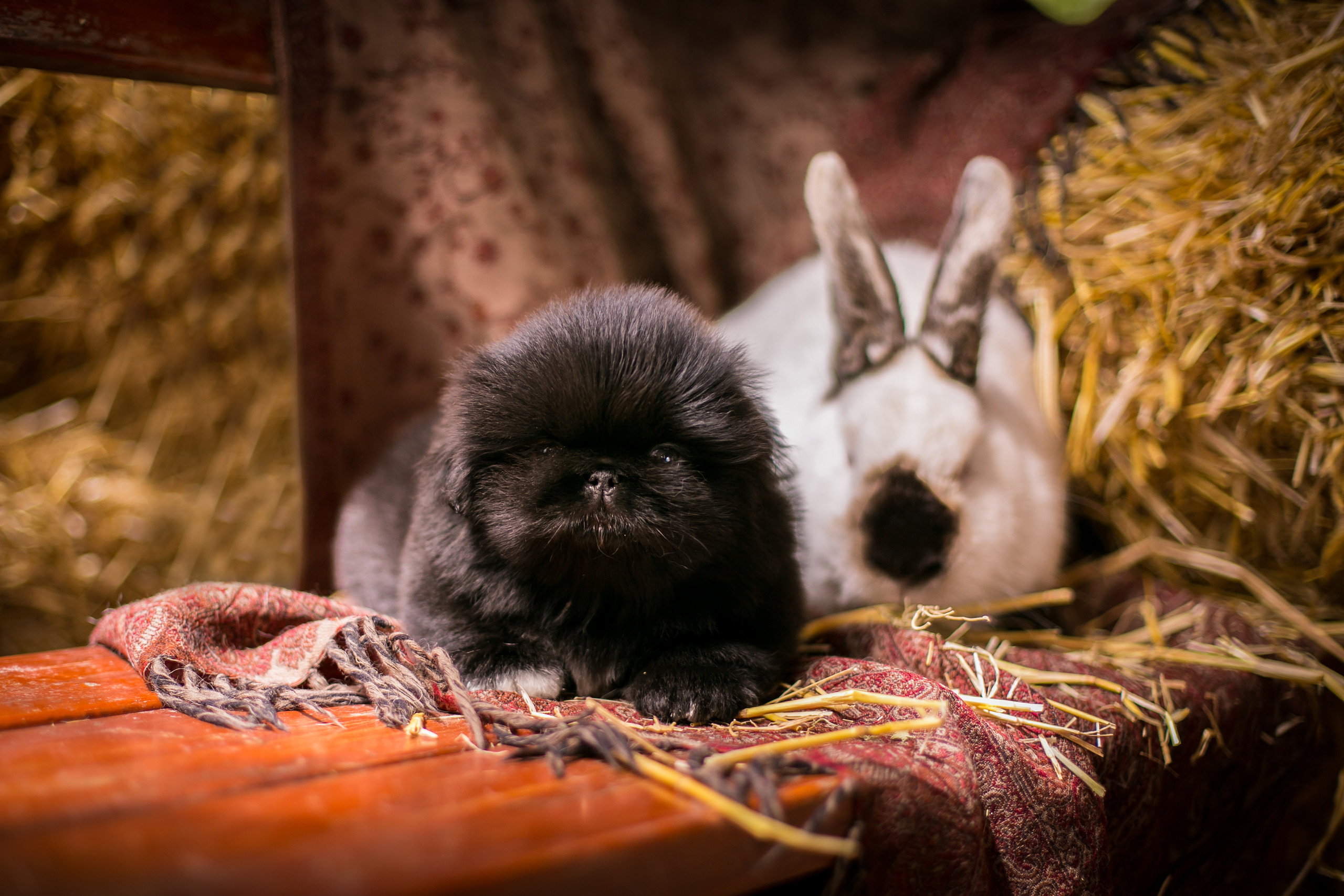 Щенок и кролик вместе сидят возле стога сена.