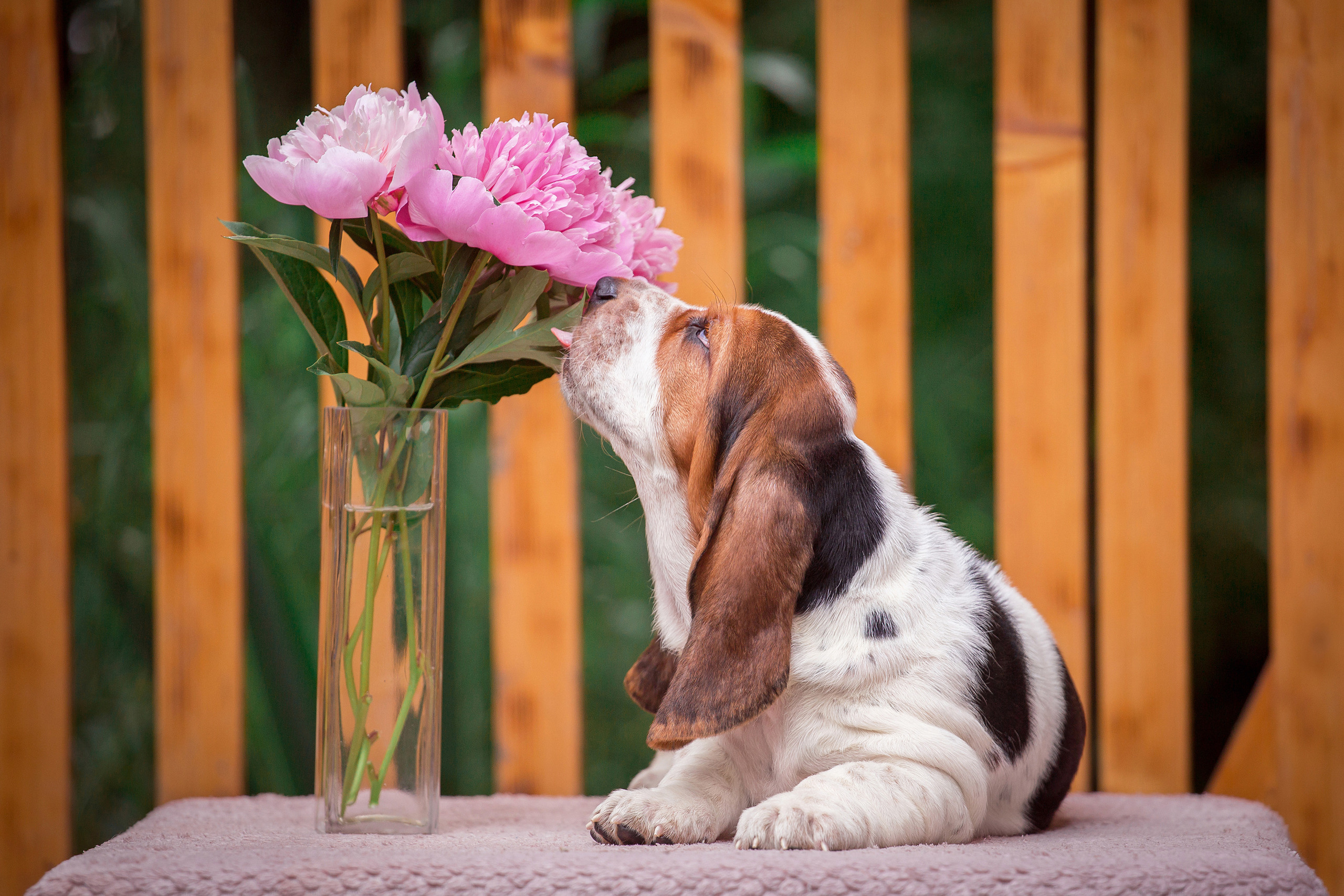 Трёхцветный щенок нюхает розовые цветы.