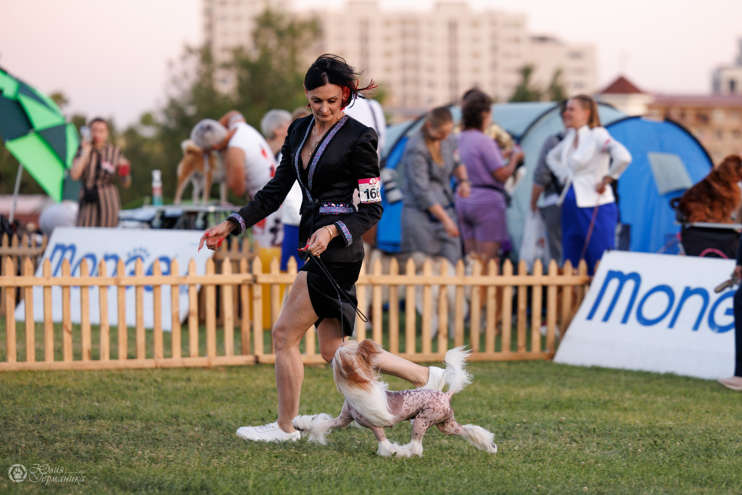 Ереван 3хCACIB 23-25.06.2025. Фотограф-анималист Юлия Германика