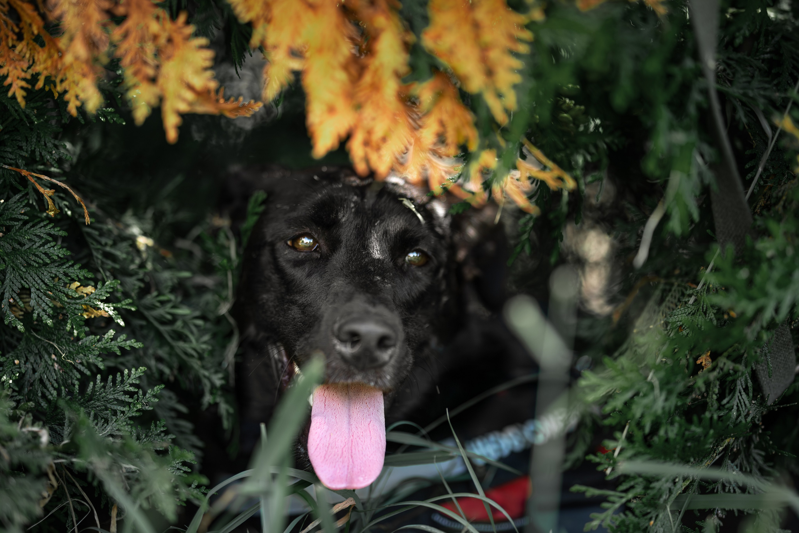 Кураторские питомцы Сириус. Ирина Голомб|Фотограф-анималист в  Сочи и Калининграде