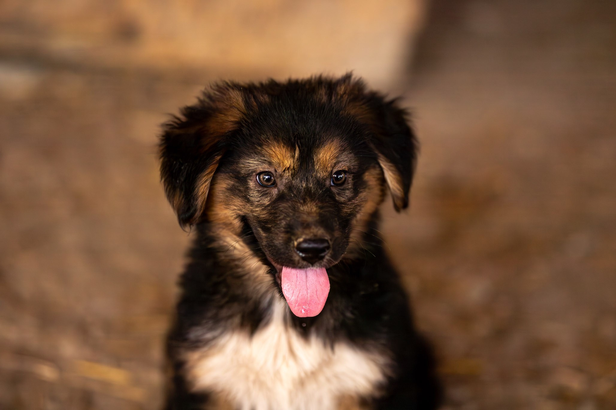 Приют Бим. Ирина Голомб|Фотограф-анималист в  Сочи и Калининграде