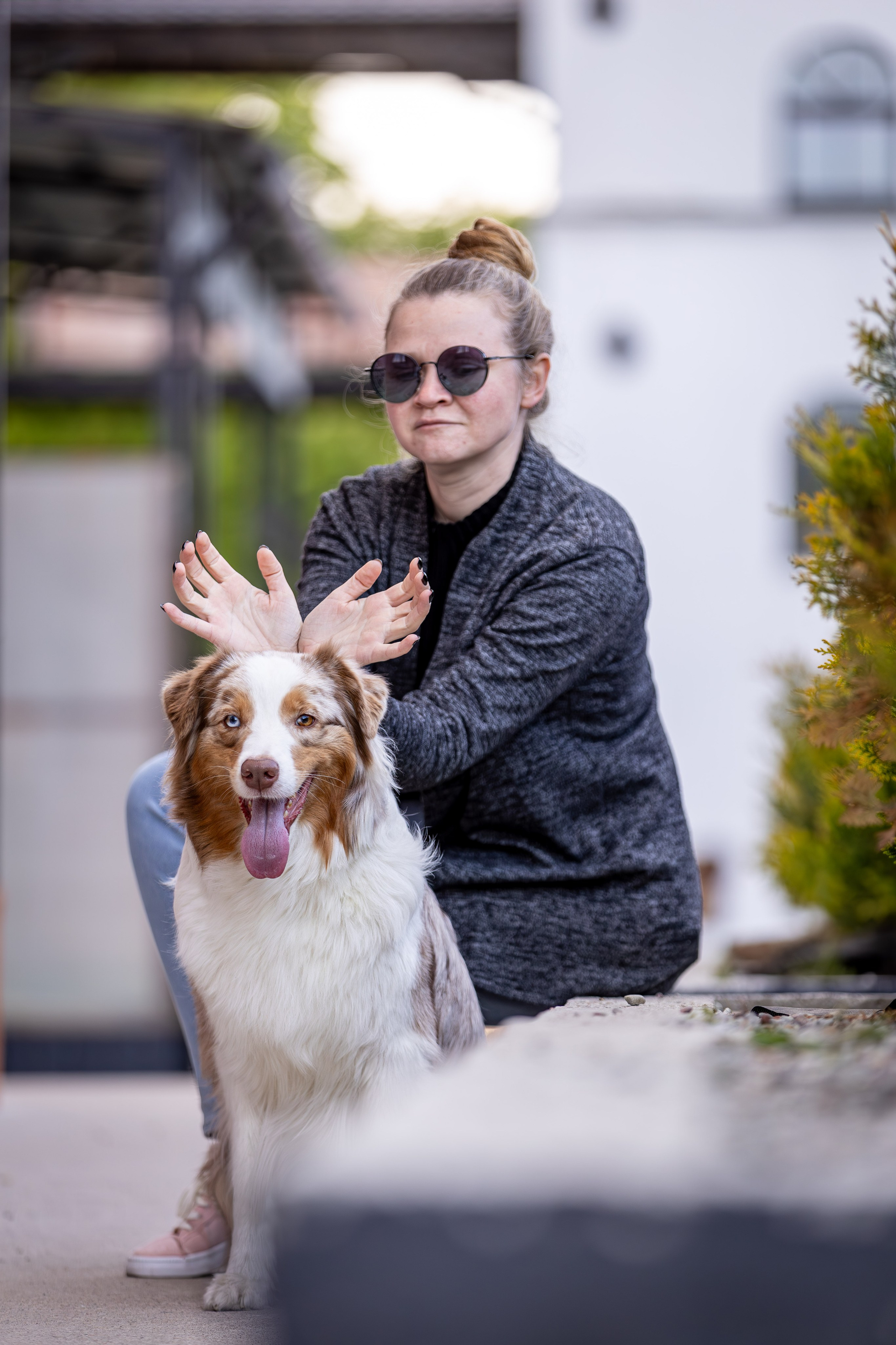 Полли, Австралийская Овчарка. Ирина Голомб|Фотограф-анималист в  Сочи и Калининграде