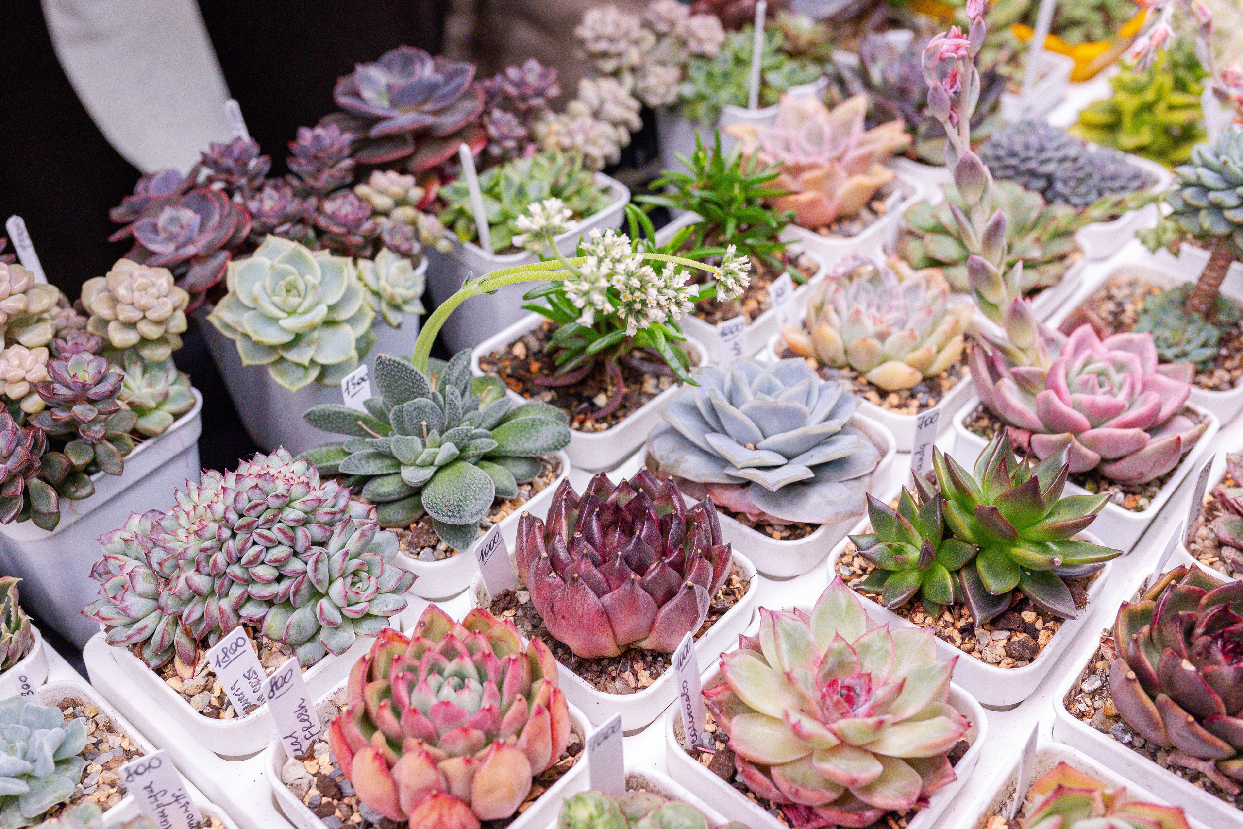 Кактус Фест. Александра Куликова фотограф, Москва