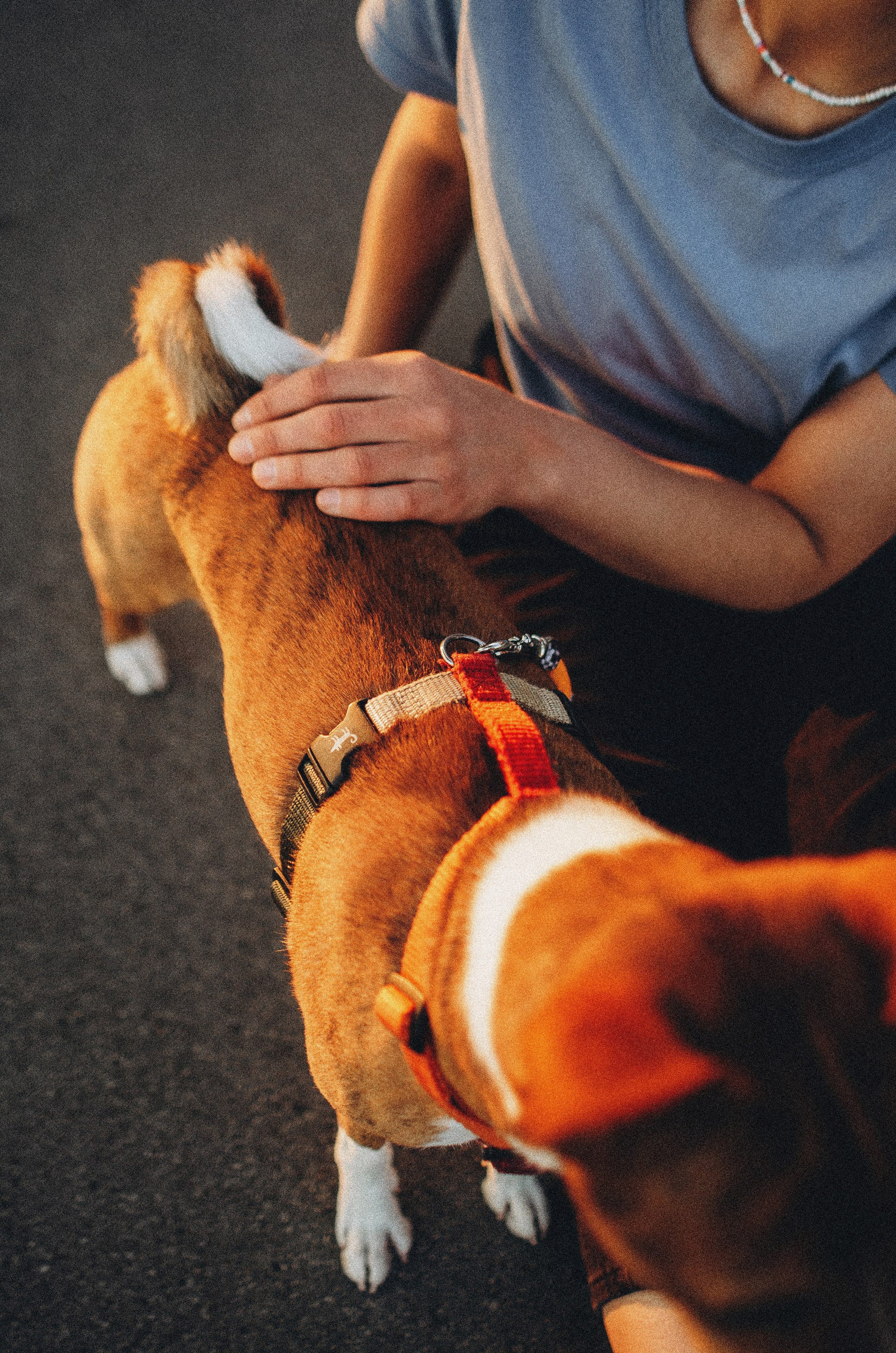 Снежана и Мэнни. Фотограф-анималист Богданова Полина