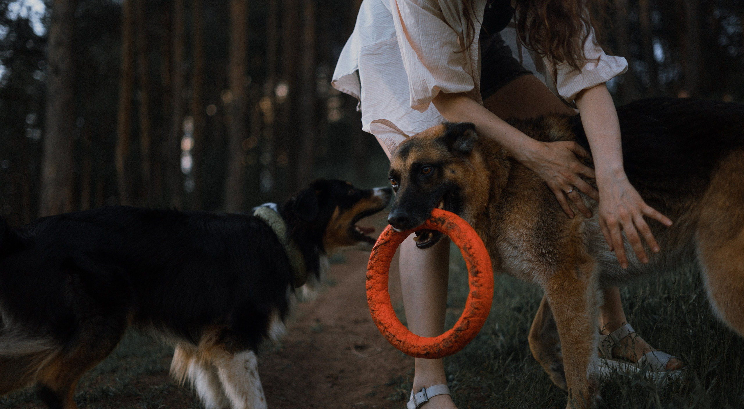 Настя, Шуня, Милка и Тигуан. Фотограф-анималист Богданова Полина