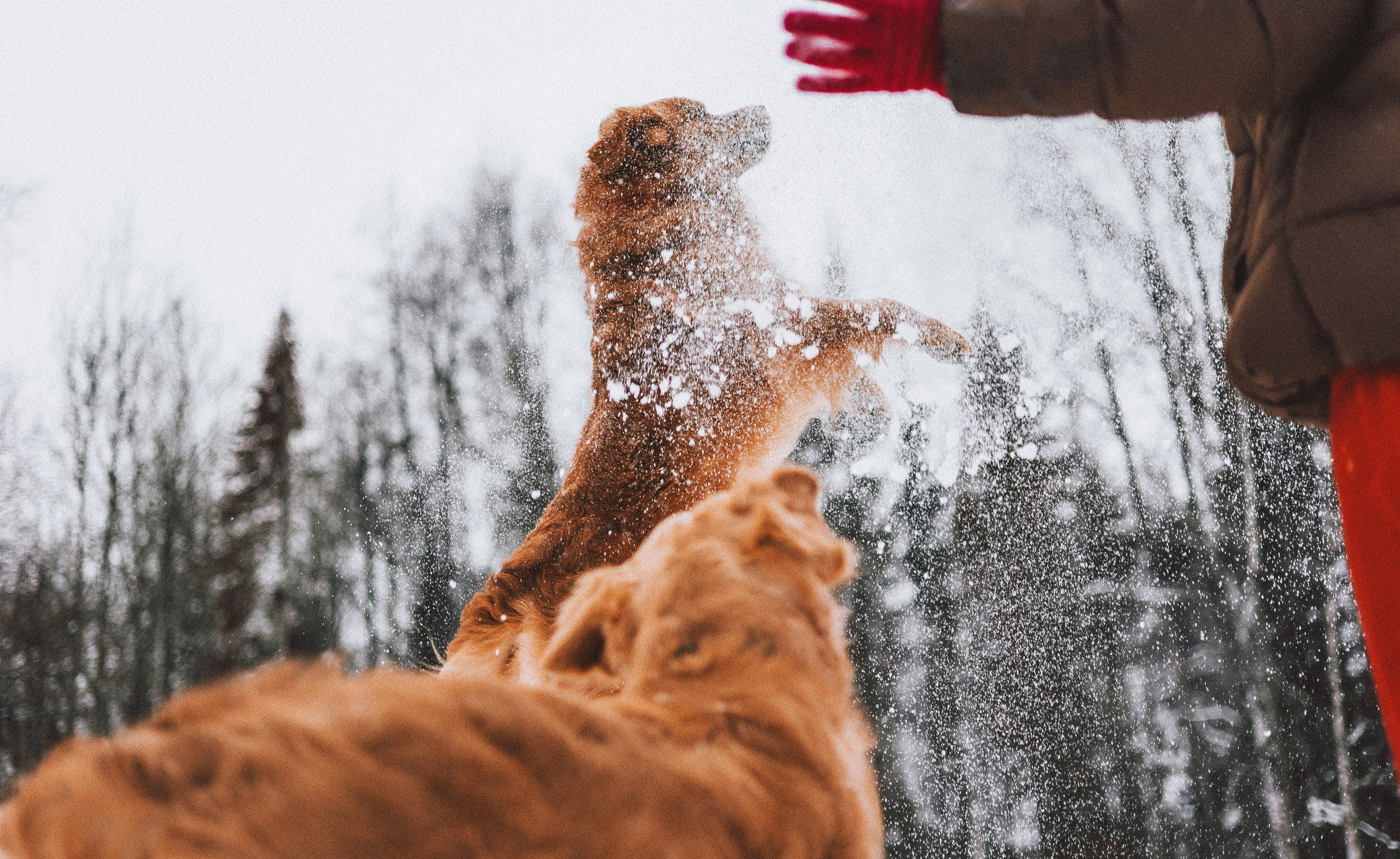 Саша, Юля, Грэй и Джой. Фотограф-анималист Богданова Полина