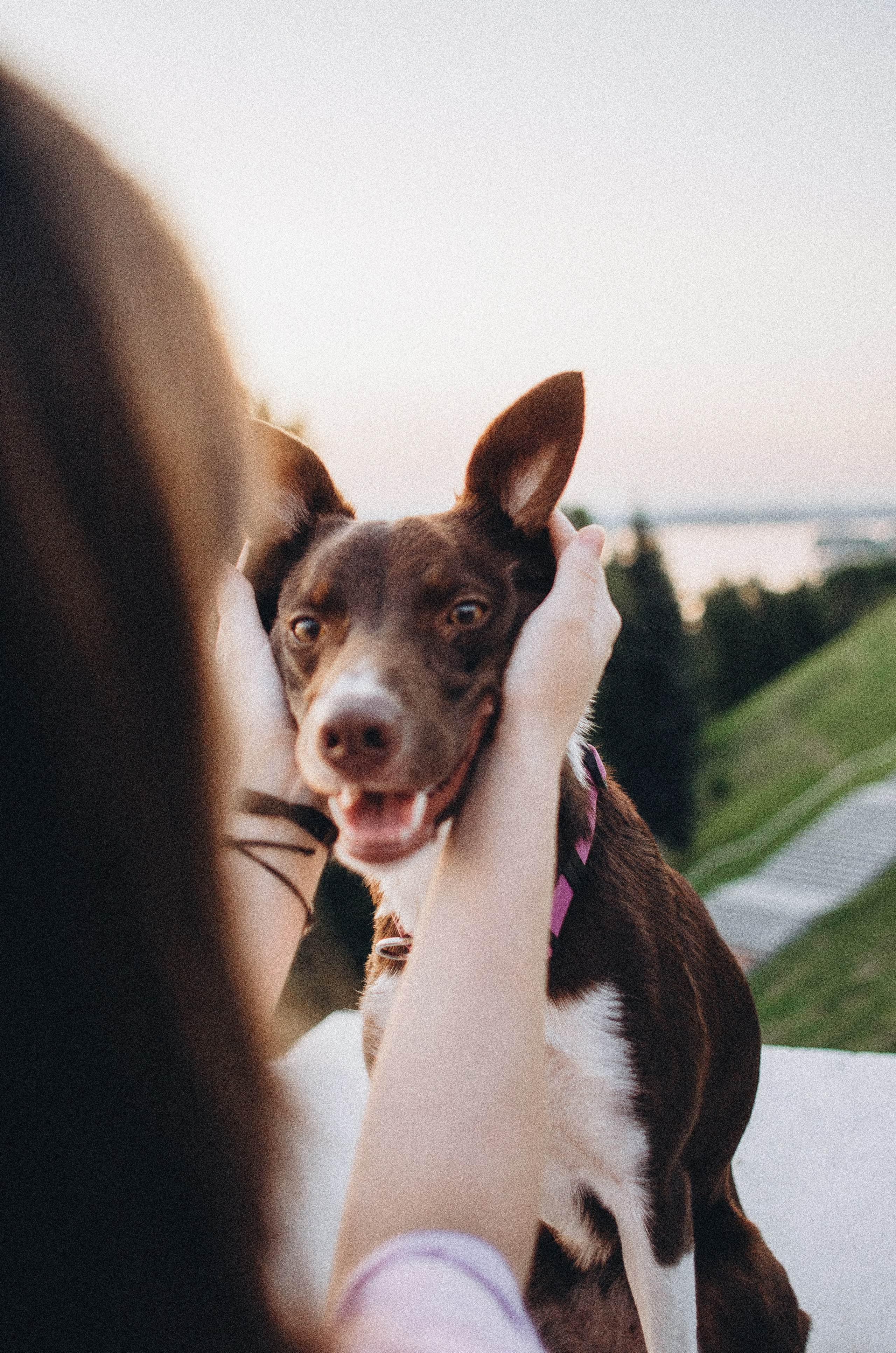 Вика и Эсса. Фотограф-анималист Богданова Полина
