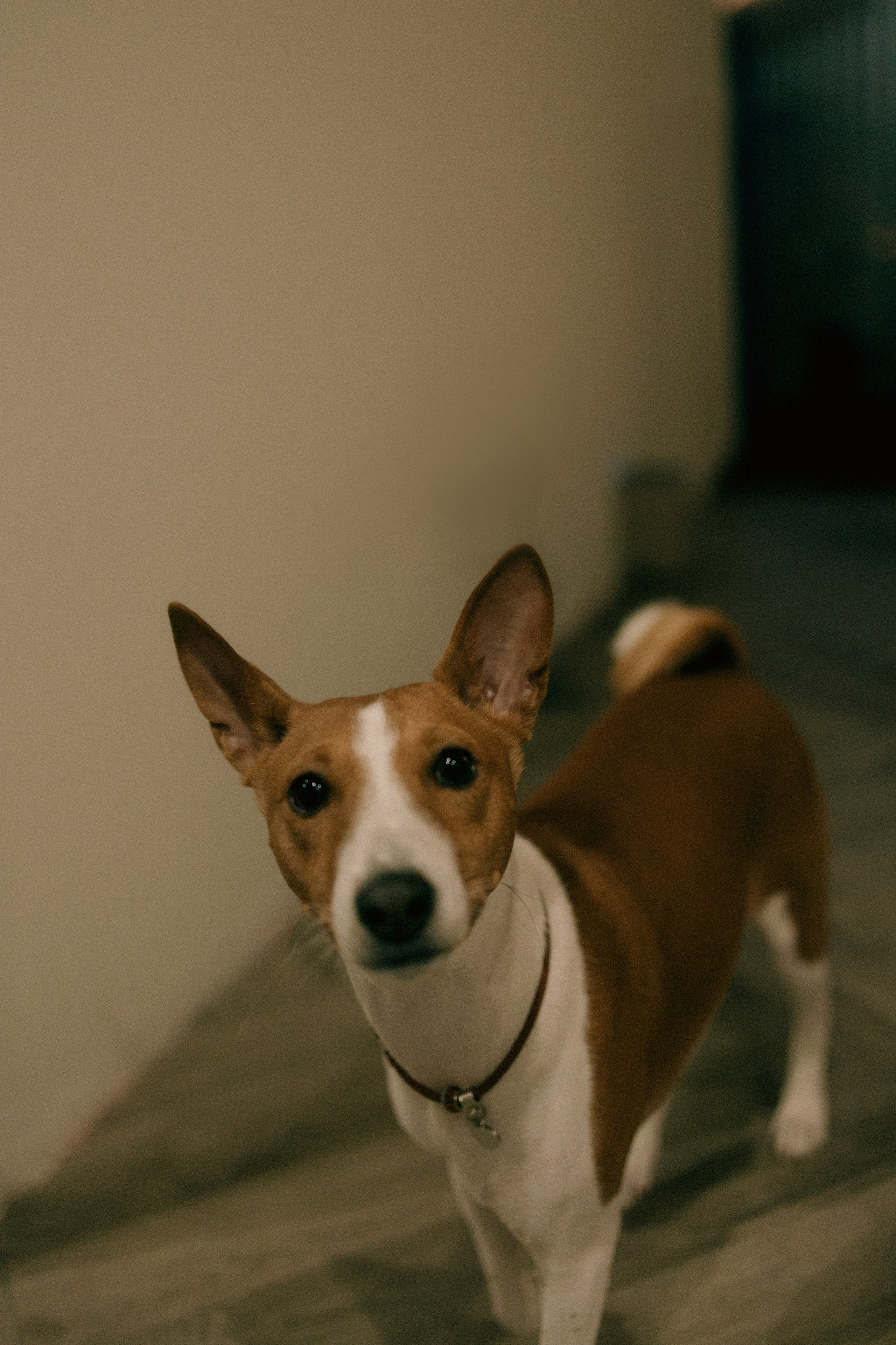 Люба, Никита и Бахати. Фотограф-анималист Богданова Полина