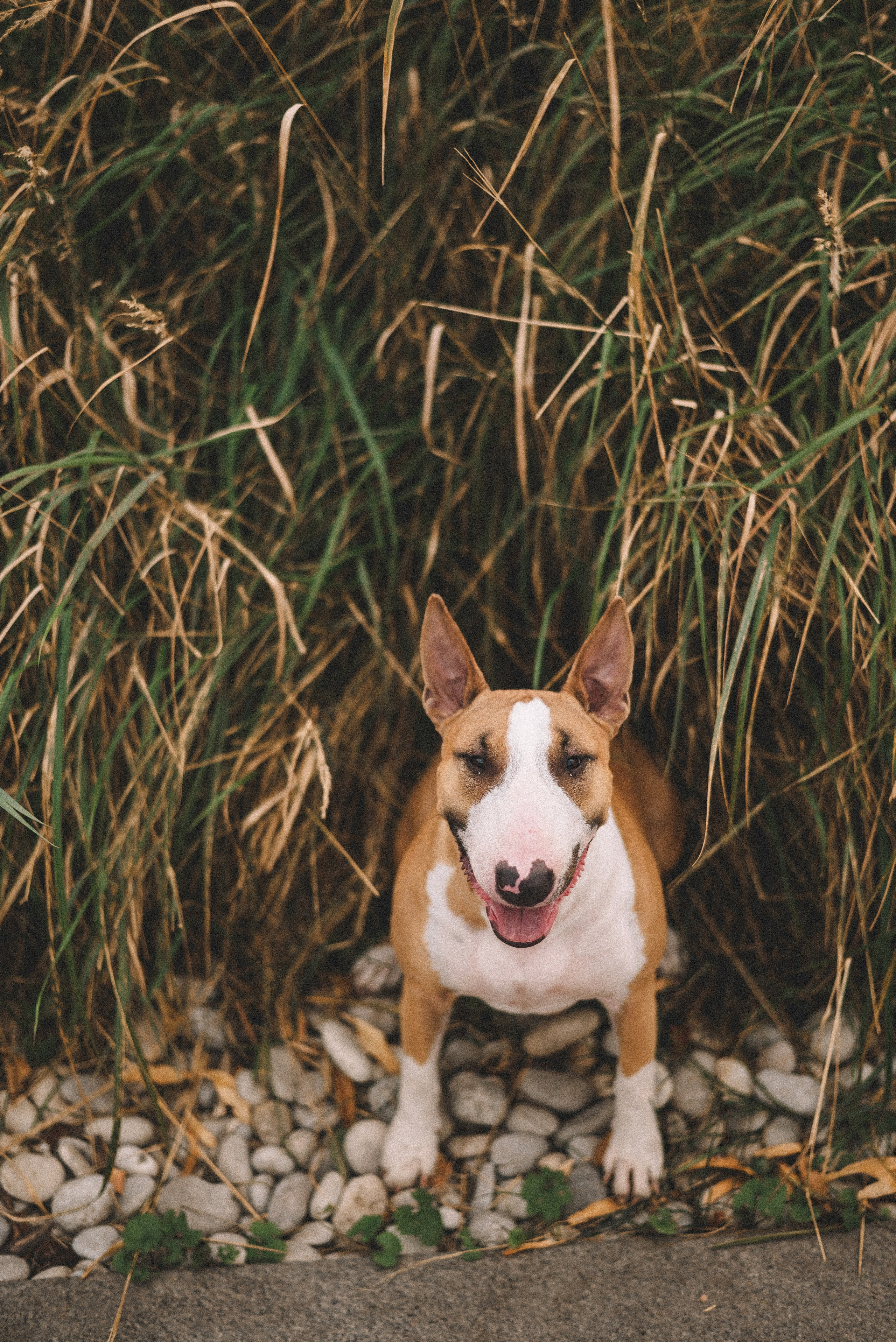 Маша и Рулька. Фотограф-анималист Богданова Полина