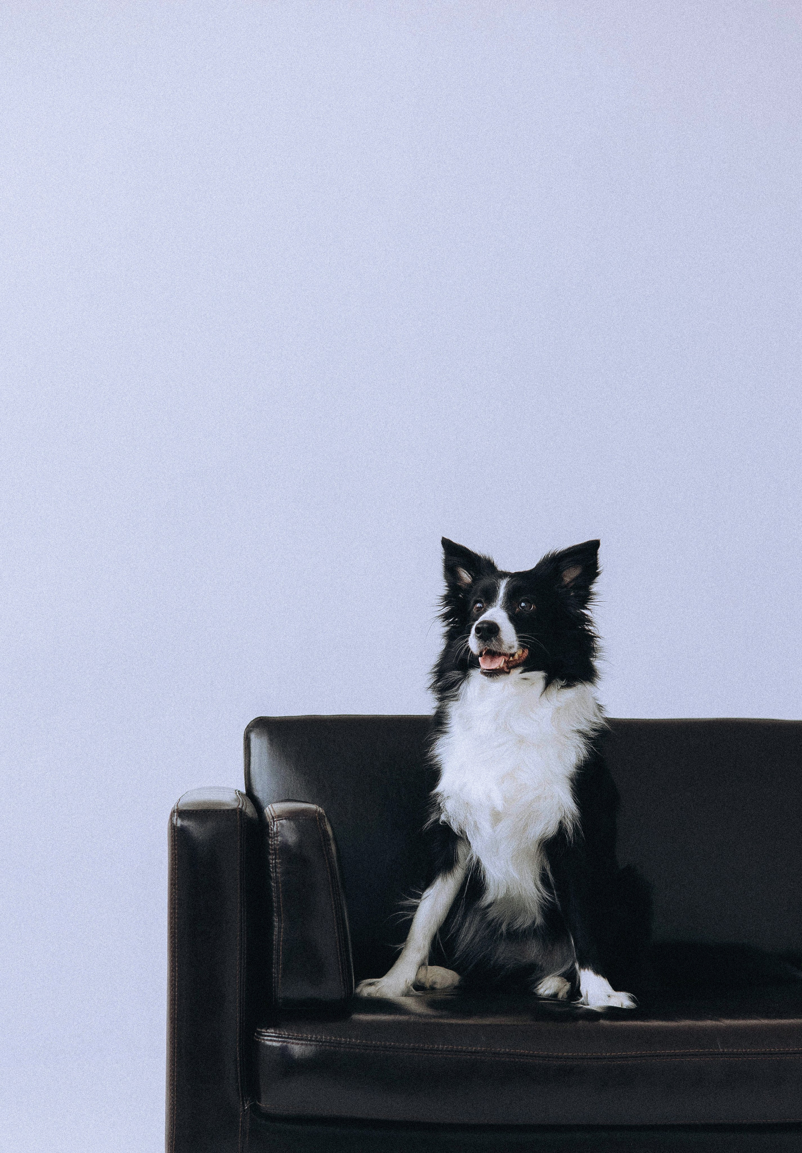 Катя и Райли. Фотограф-анималист Богданова Полина