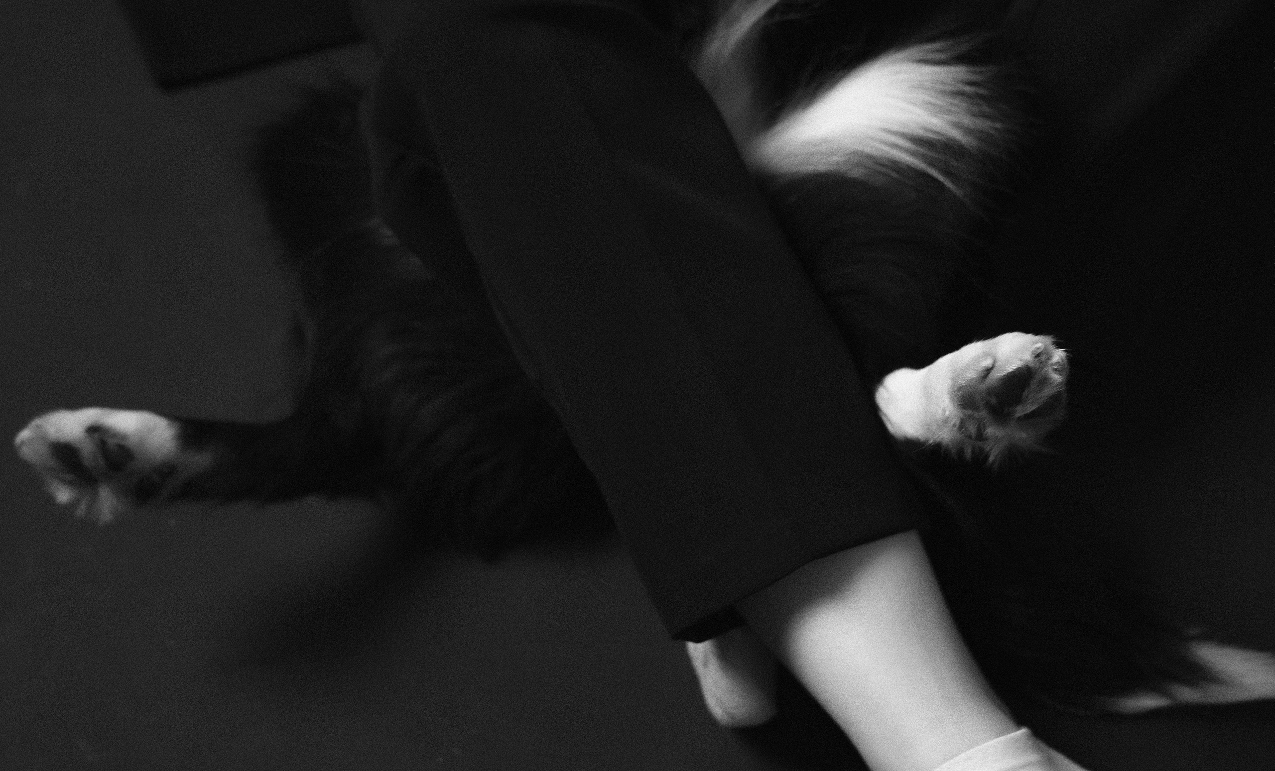 Даша, Дже и Рива. Фотограф-анималист Богданова Полина