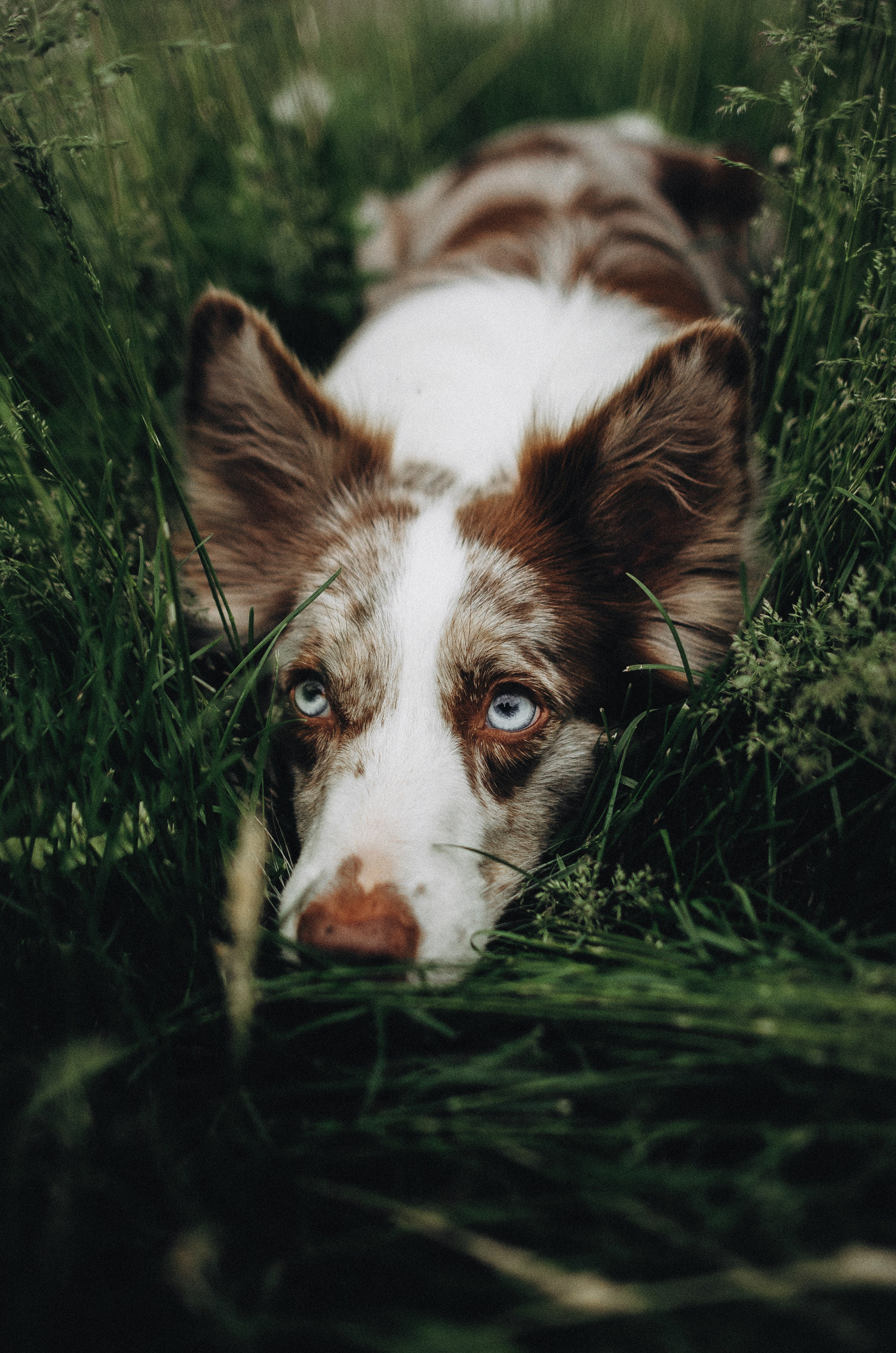 Алина и Бруна. Фотограф-анималист Богданова Полина