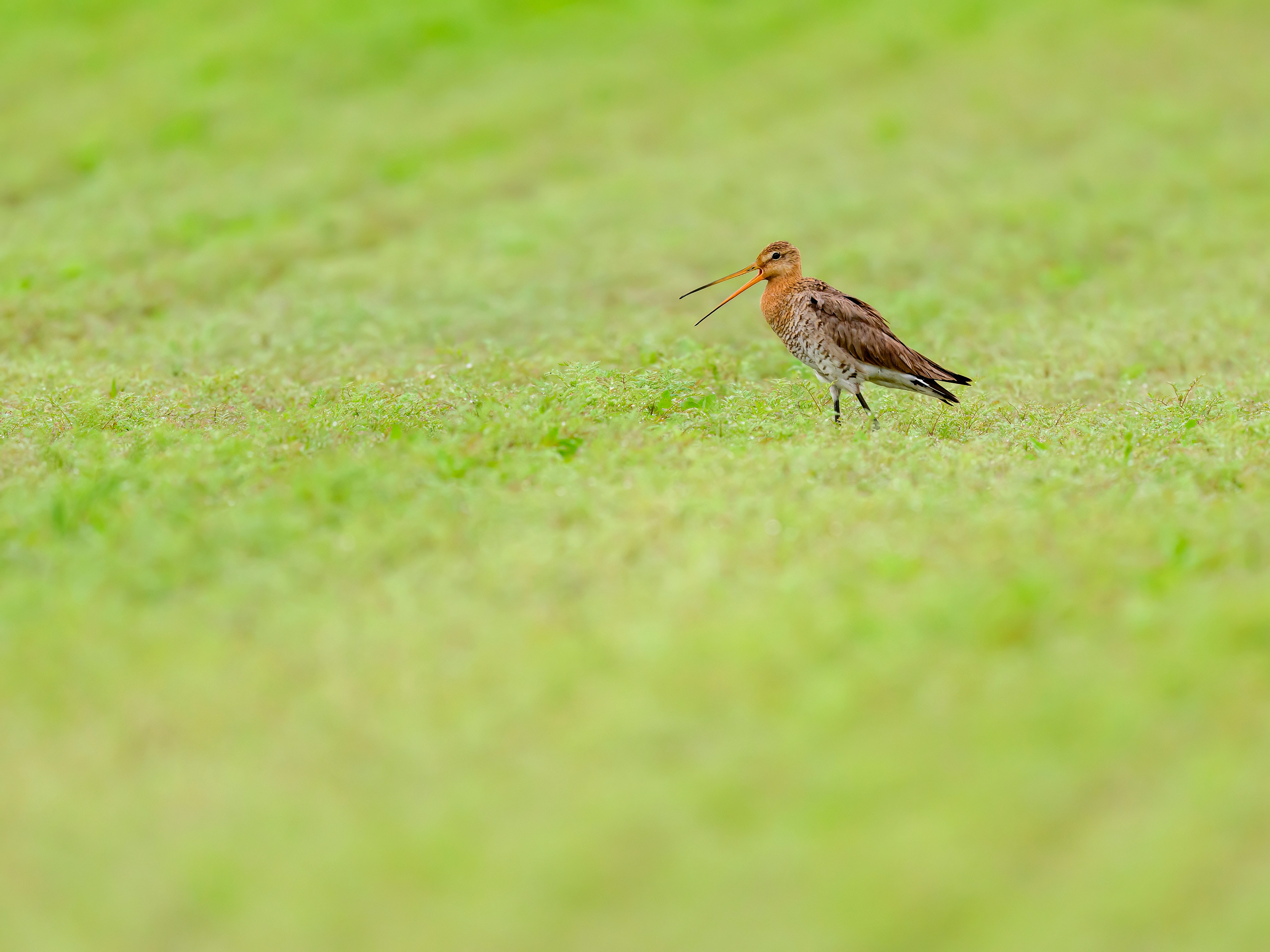 Веретенник. Фотограф Сергей Пупонин