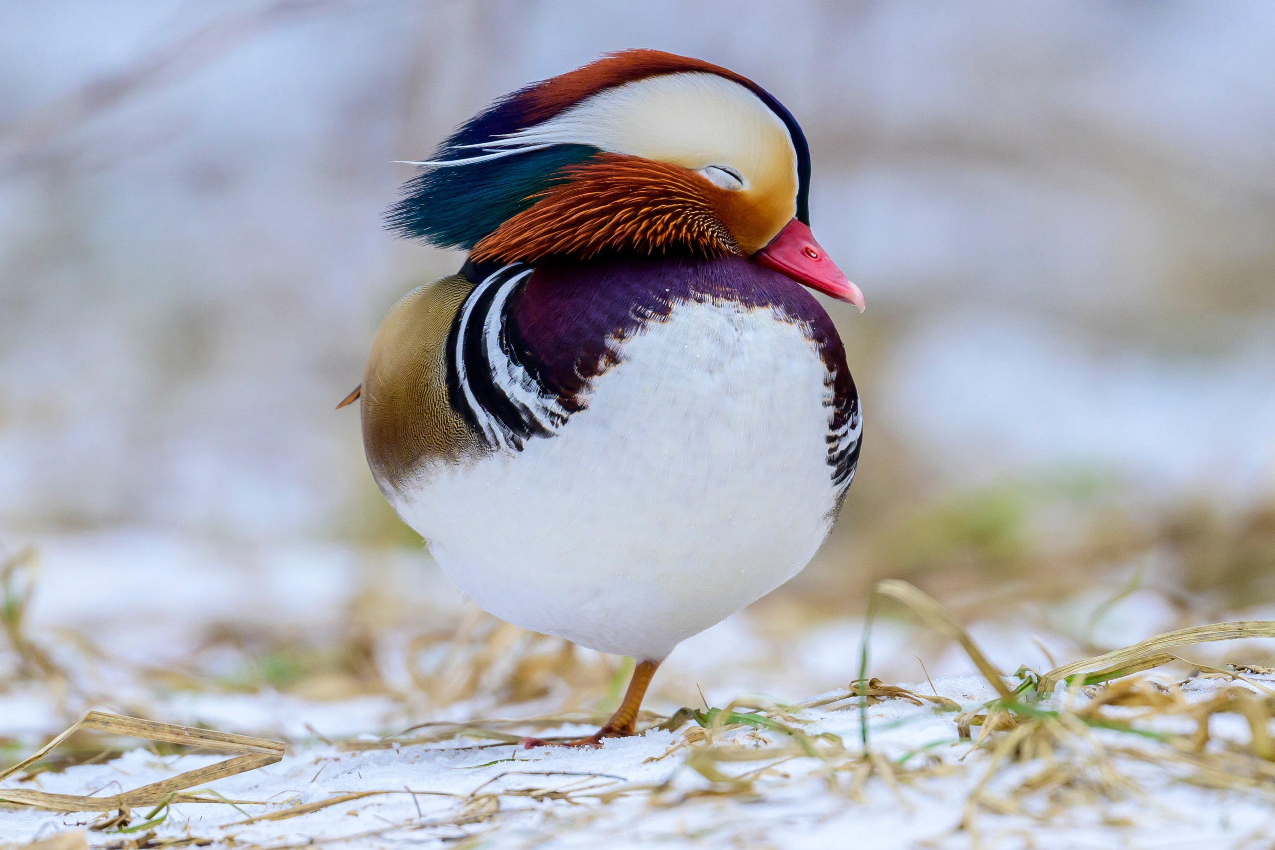 Мандаринки. Mandarin Ducks. Wildlife photography by Sergey Puponin