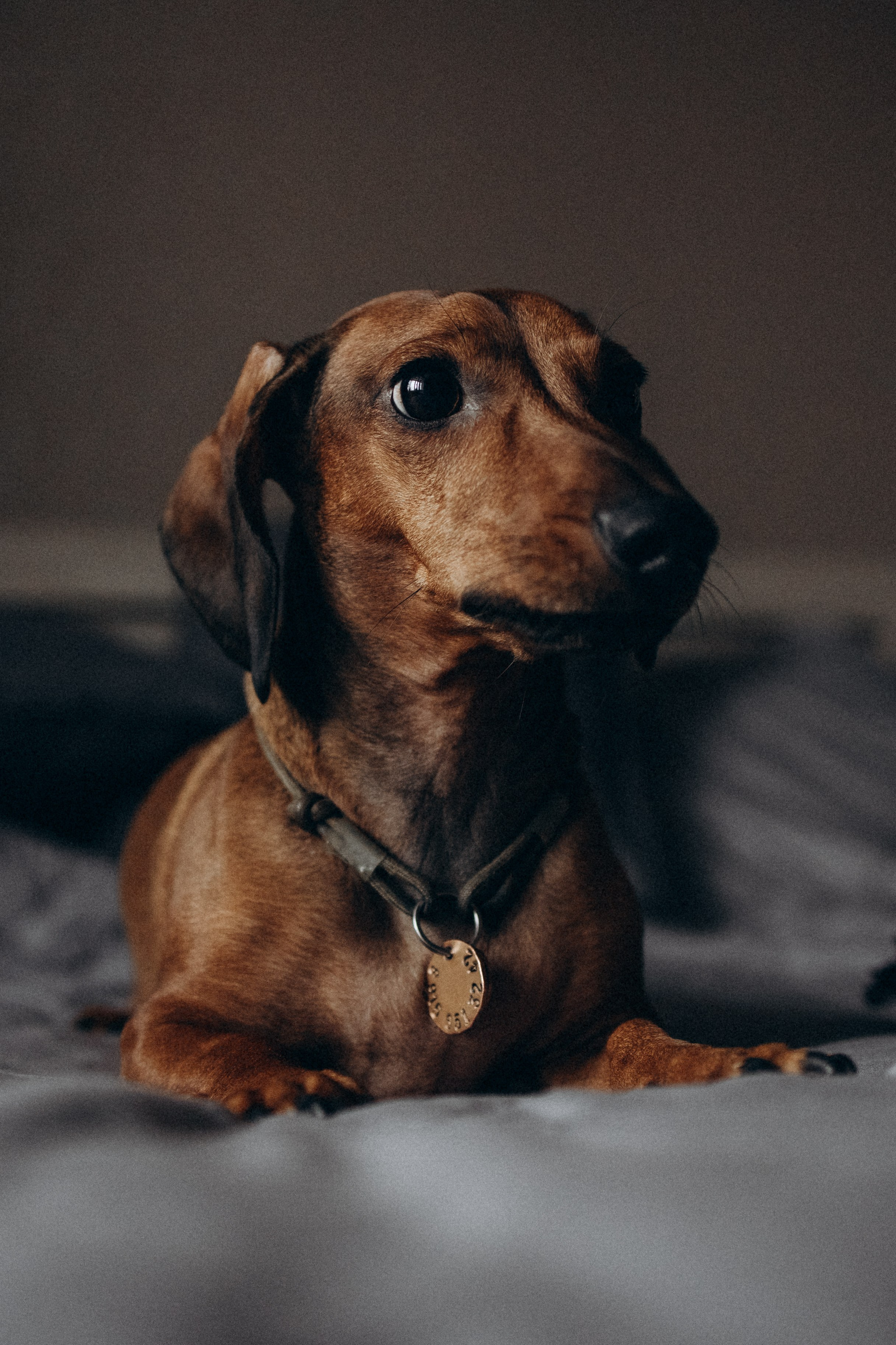 Маша и ее семья. Фотораф — анималист Мария Шистка