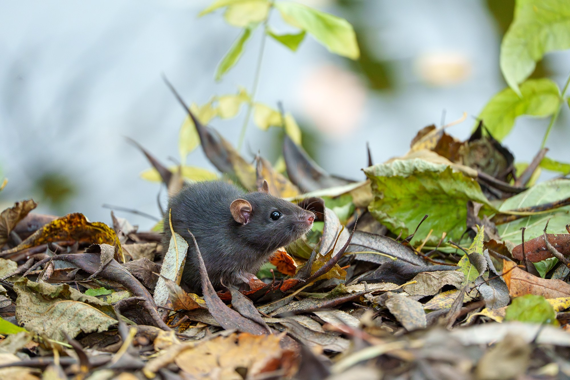 Животные. Ваш личный фотограф Марина Волкова