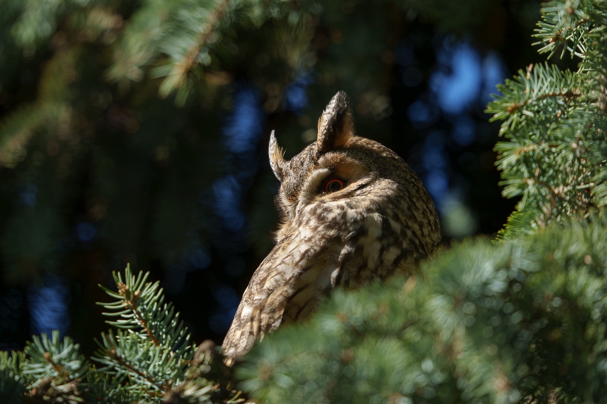 Удивительные мир птиц. Вокруг нас столько прекрасного — присмотритесь!. Ваш личный фотограф Марина Волкова