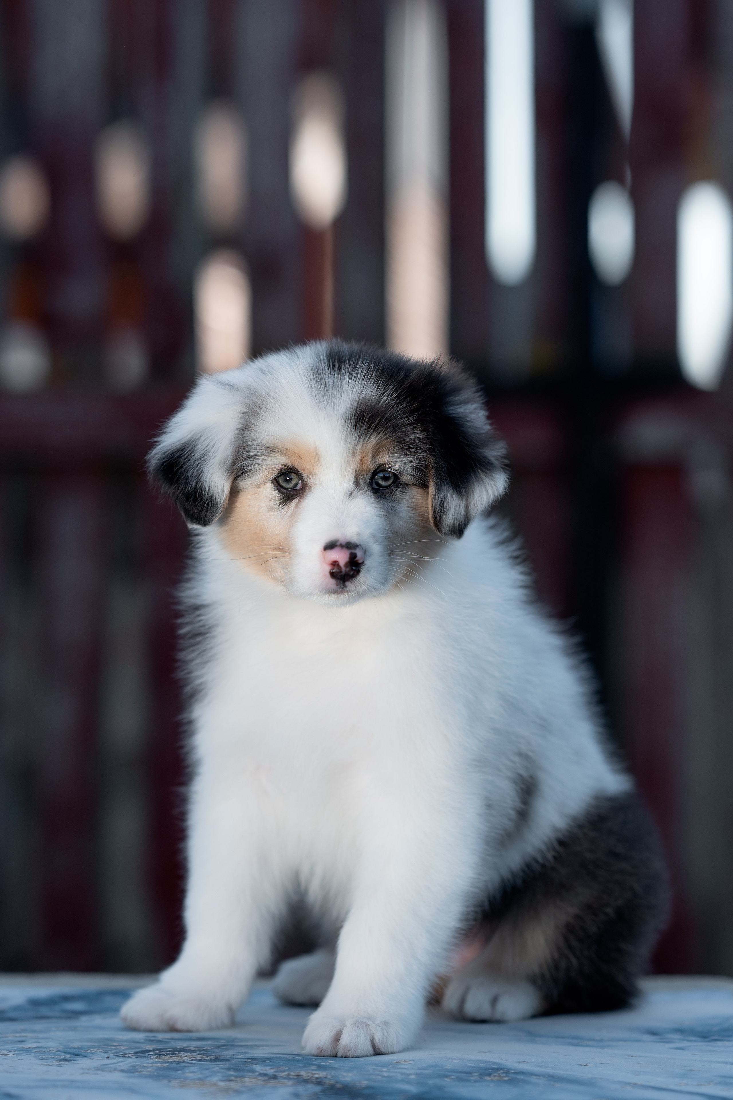 Заводчик Влада Эльман. Творческий фотограф Вологда