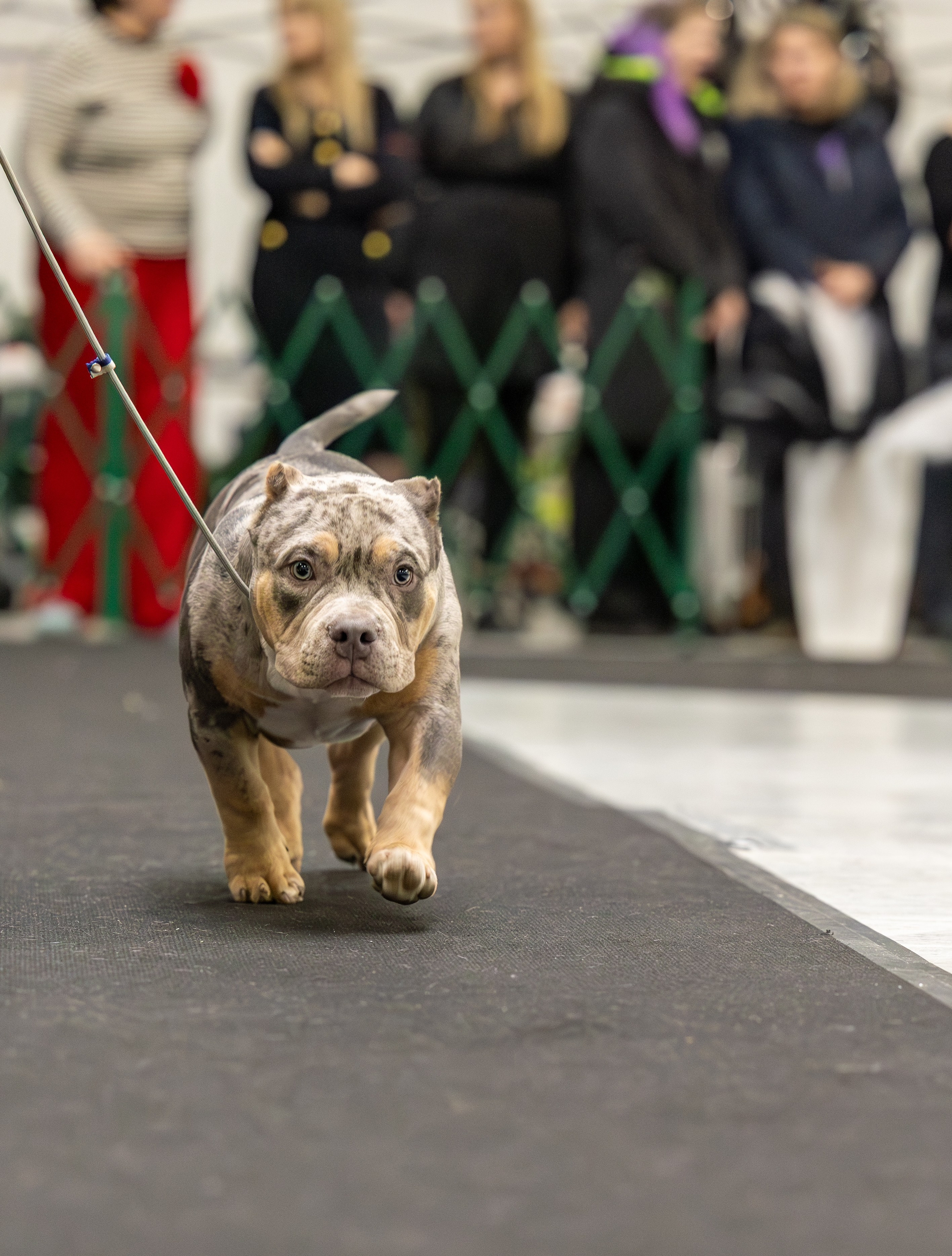 АВКС. Виктория Михайловская. Фотограф-анималист. Москва