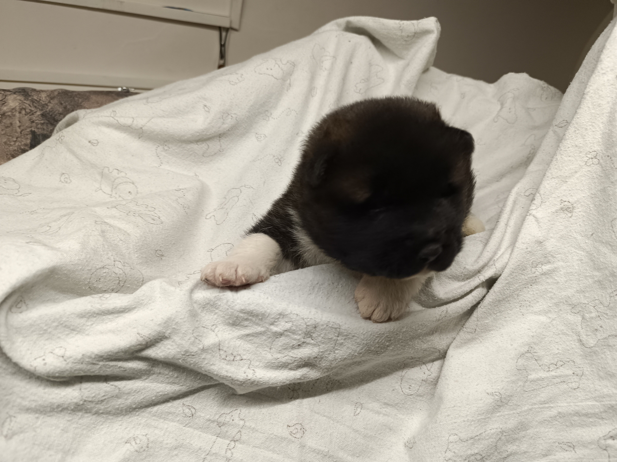 Американская акита  щенки питомник Санкт-Петербург клубные щенки Американская акита питомник RUBYLIGHT Рубилайт купить щенка американской акиты