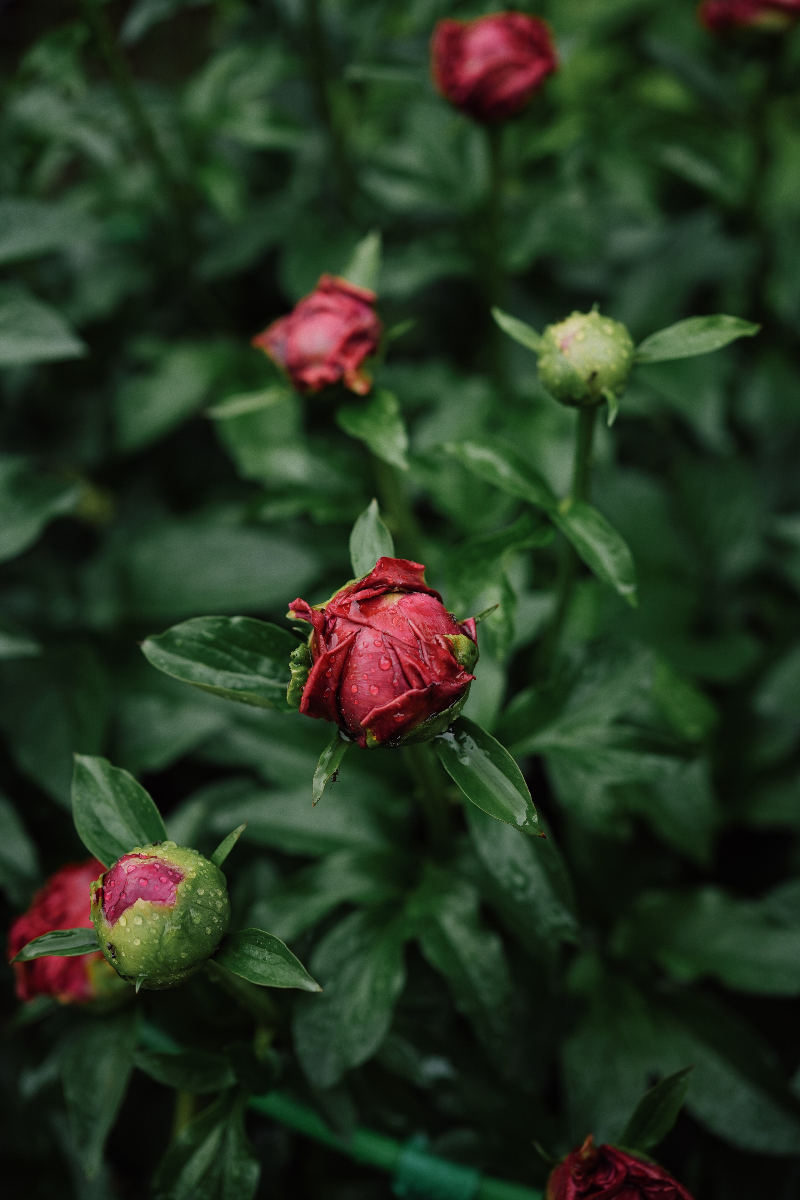 Botanical garden cards. Ксения Копна. Фотограф из Санкт-Петербурга