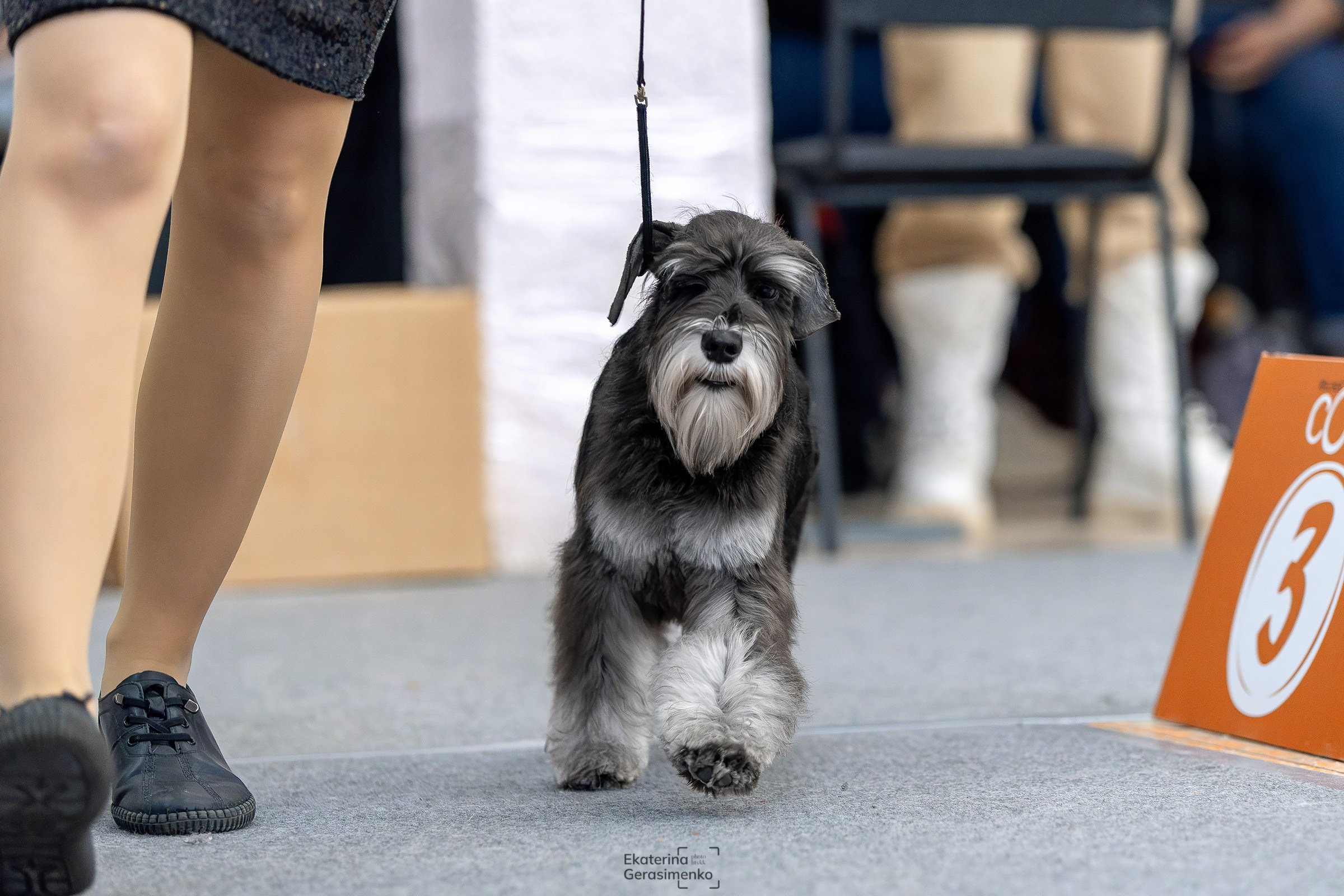 2 марта 2025, Выставка РКФ, г. Пермь. Htykk_photo