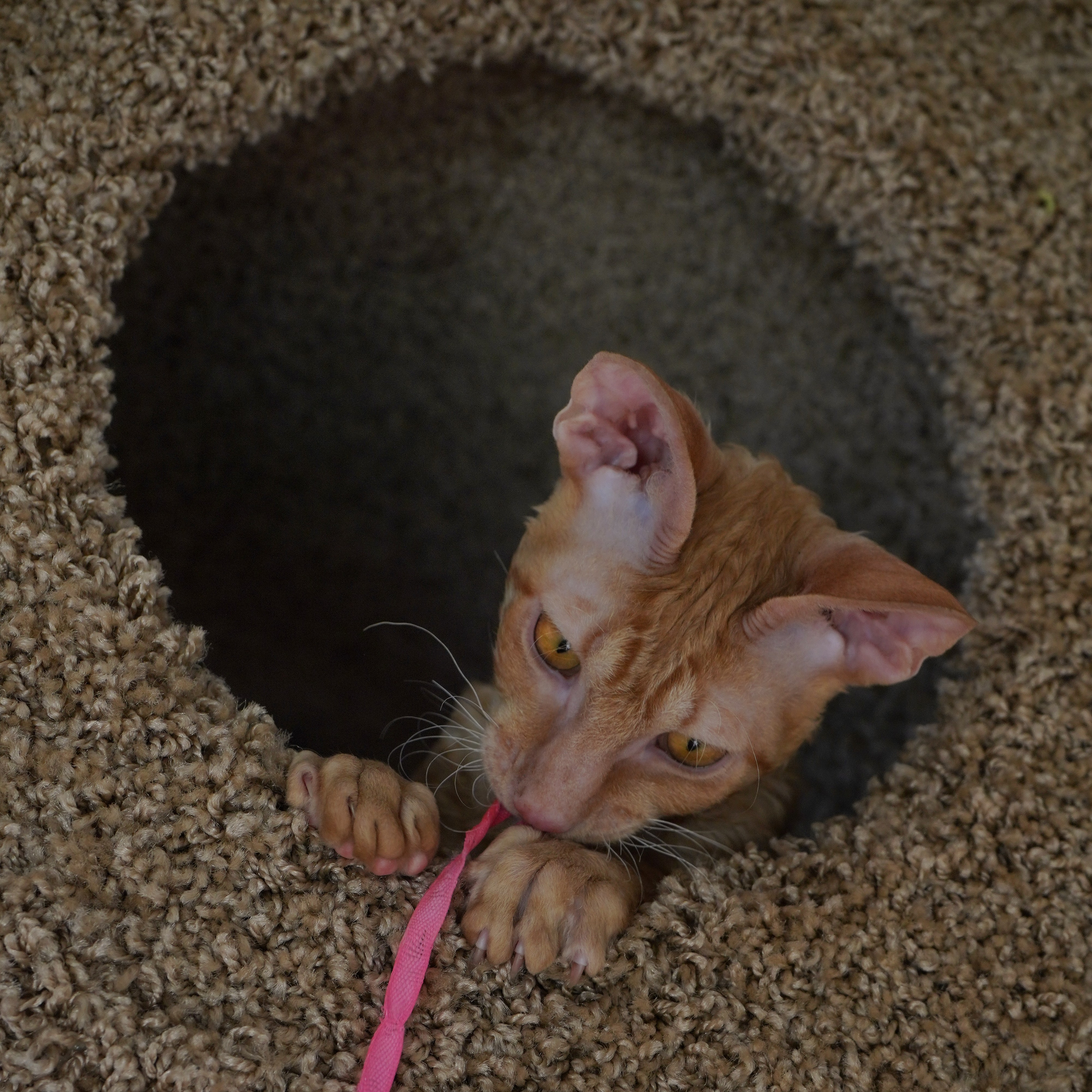 Фотосессии Пушистиков. Фотограф в Санкт-Петербурге Виктория Барышникова