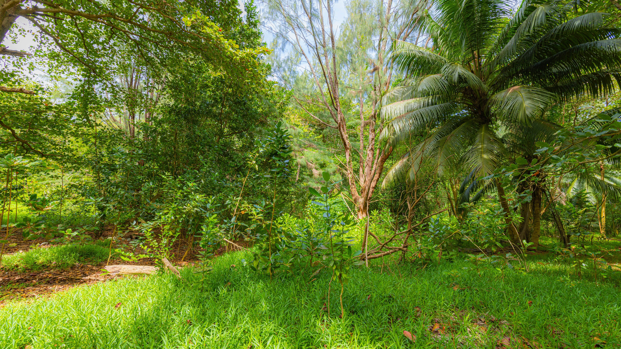 2025 07 Сейшелы (Маэ). Фотографии