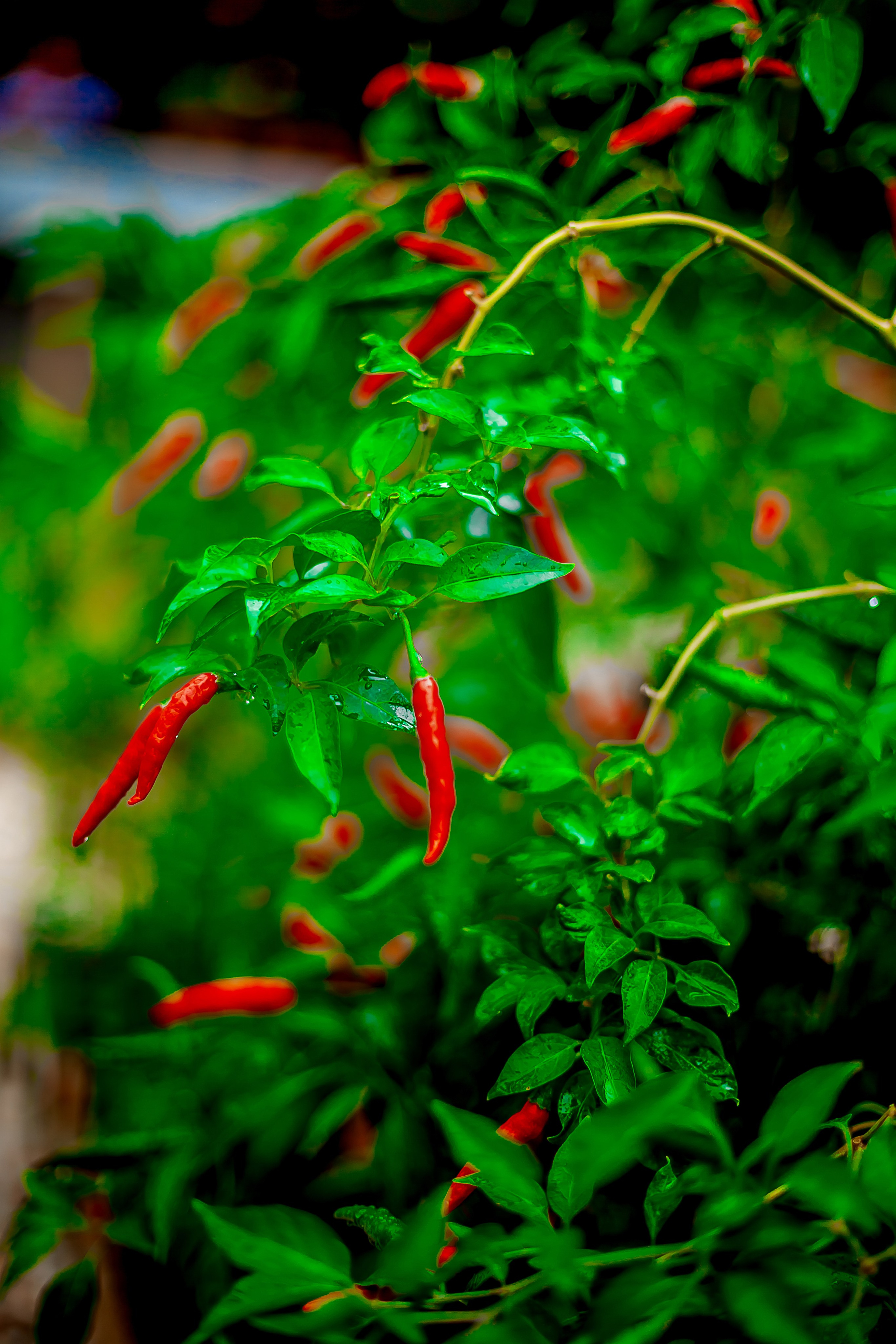 Репортажный фотограф Ялта. Репортажный фотограф Ялта