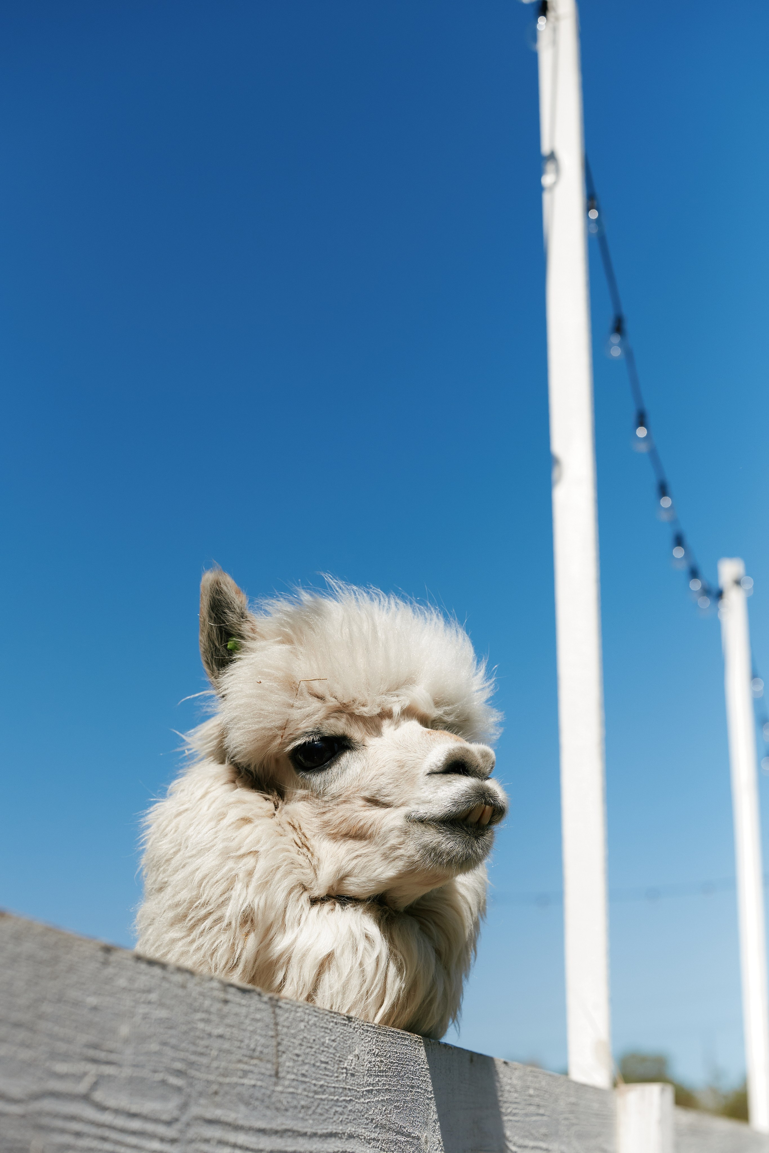 PRIVATE Weekend на Ферме Альпак 19.04. Свадебный репортажный фотограф краснодар максим дремов дрёмов фотосессия студия цена