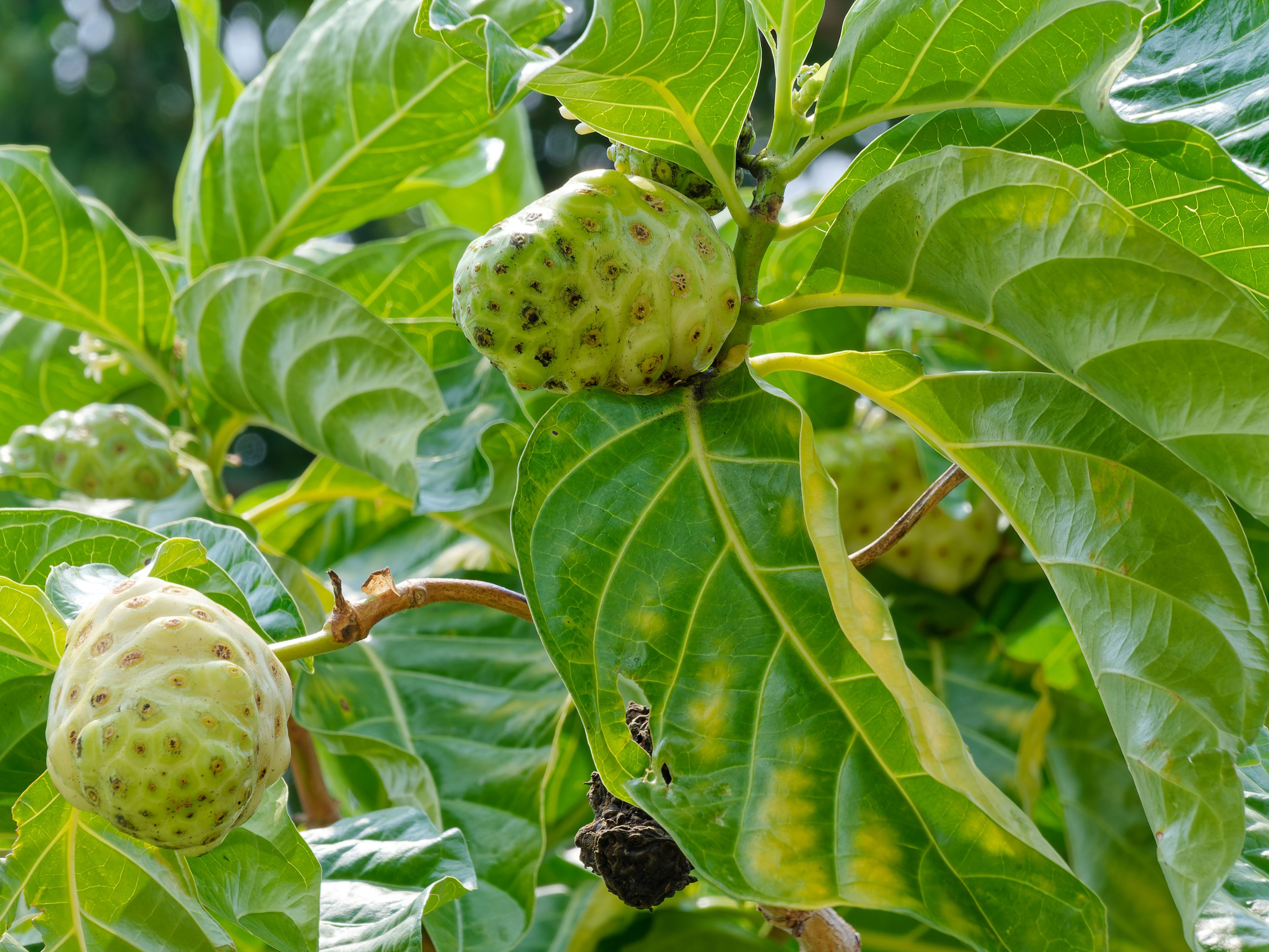 Хайнань 2026, Центр буддизма Наньшань на Хайнане. Фотопрогулки по Миру