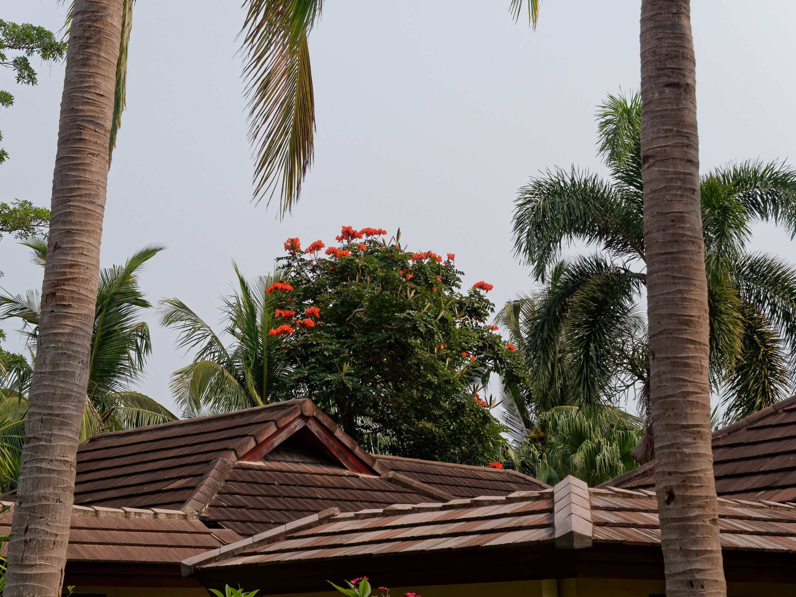 Хайнань 2026, флора, цветы и деревья. Фотопрогулки по Миру