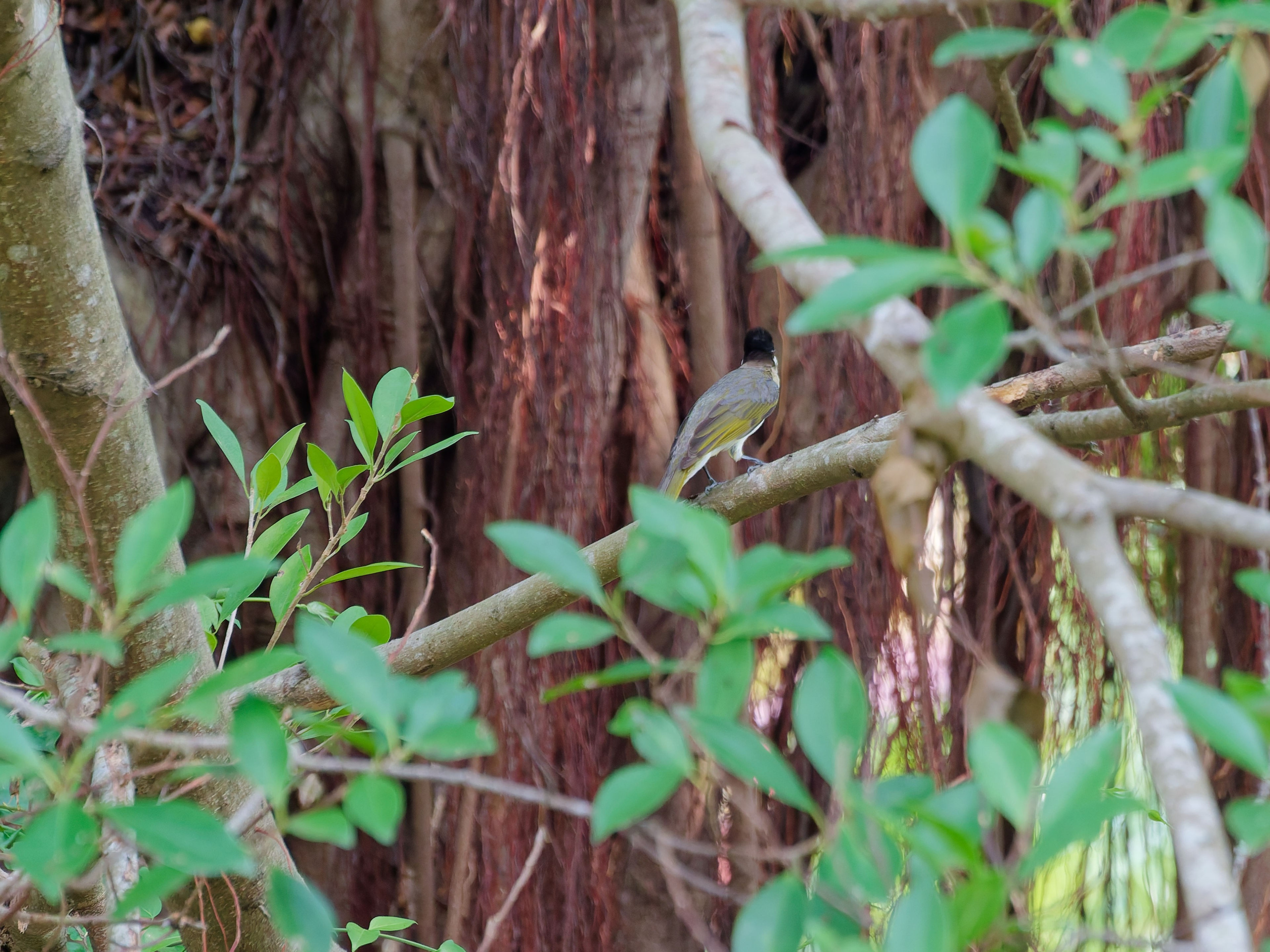 Хайнань 2026, птицы острова. Фотопрогулки по Миру