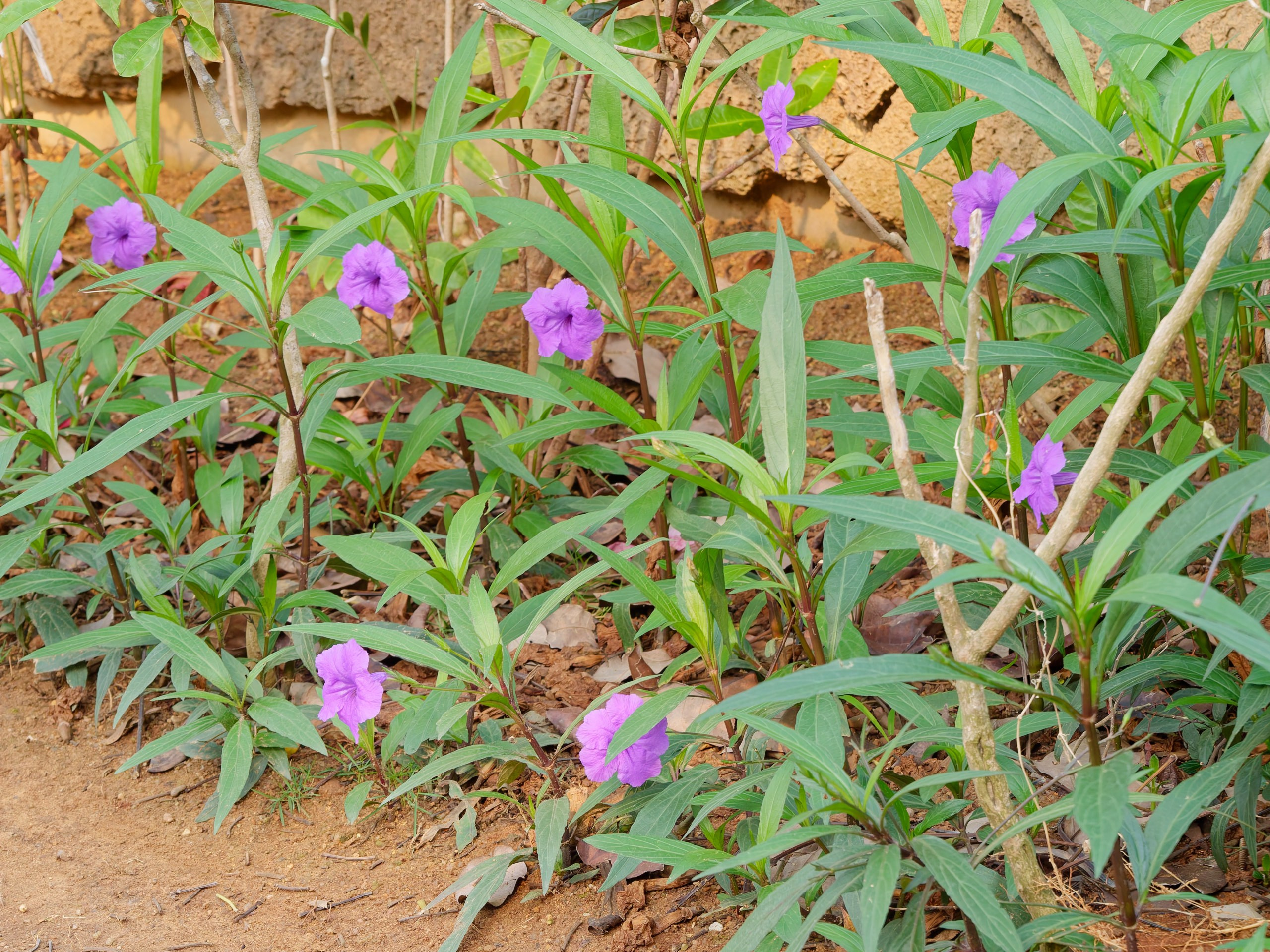 Хайнань 2026, флора, цветы и деревья. Фотопрогулки по Миру