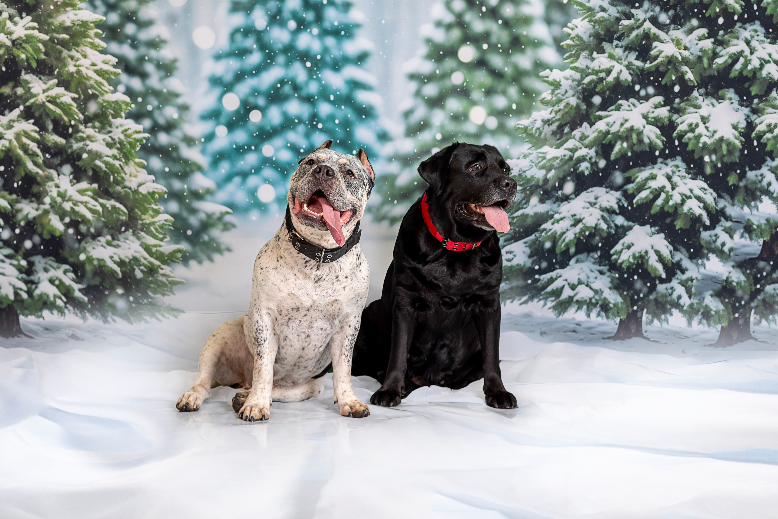 Катерина и ее любимцы. Фотограф 📸 семейный, предметный, репортажный