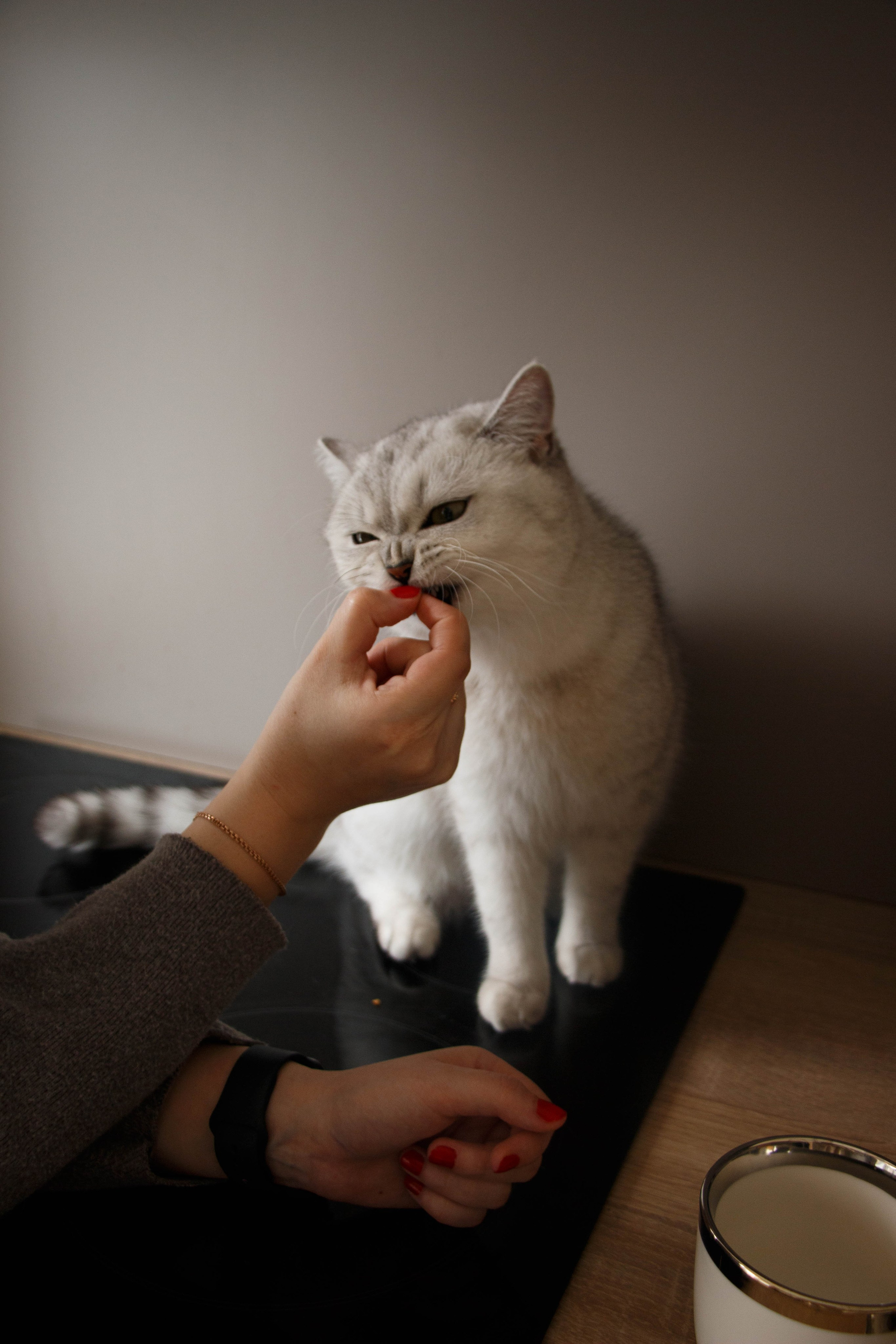 NASTYA & KITTI. Бережно сохраняю ваши чувства и истории на своих фотографиях