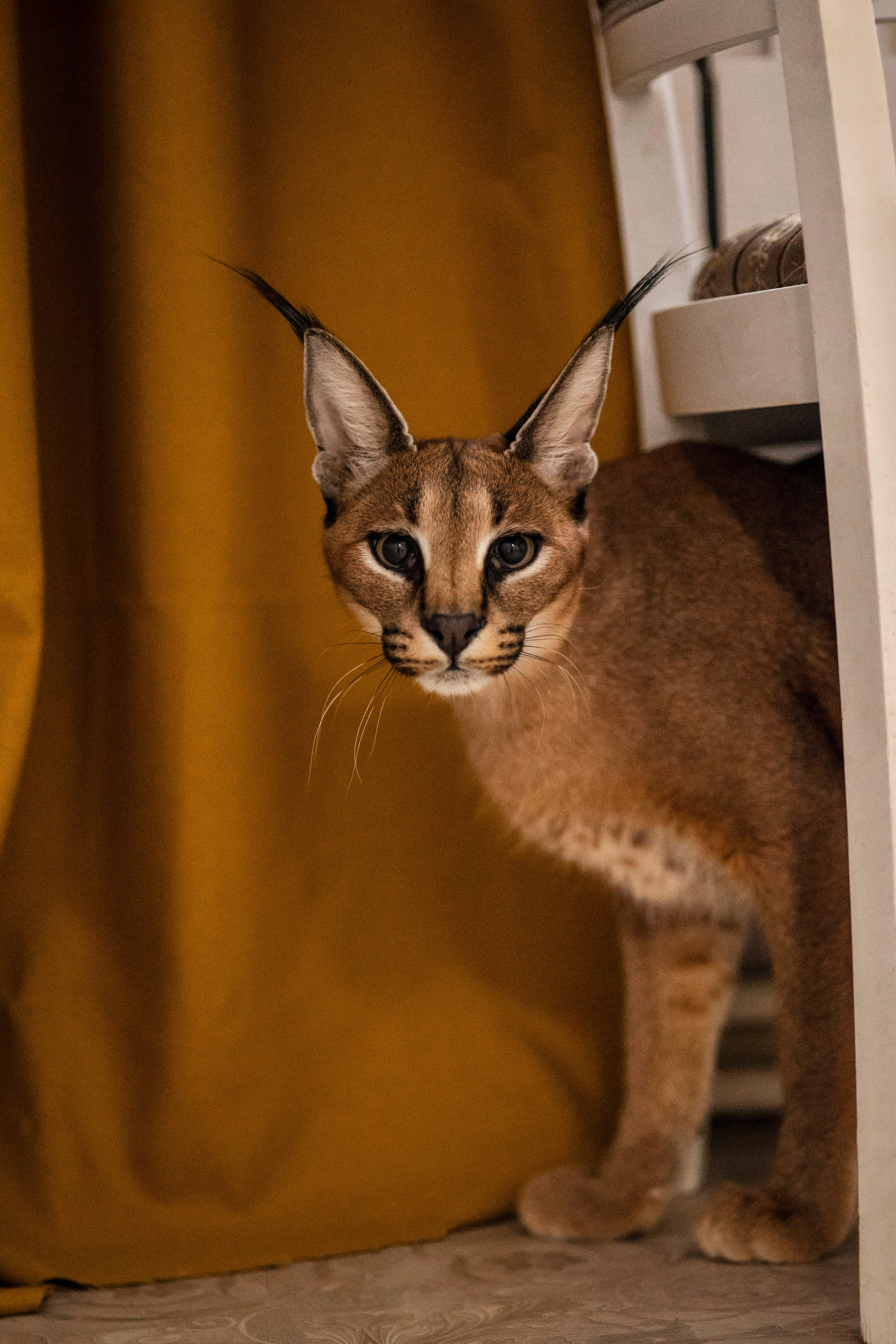 Съемка с лисами. Анастасия Белаш