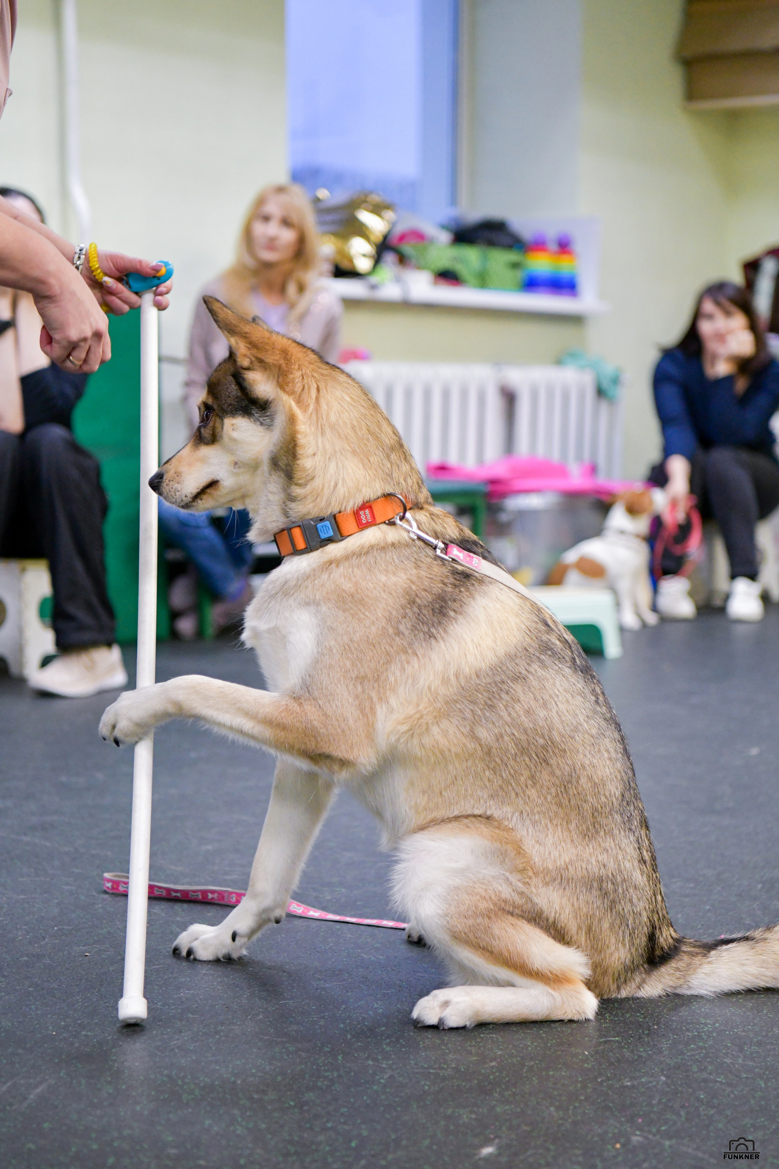 Кинологический клуб «Бодрый хвост». Свой взгляд через объектив