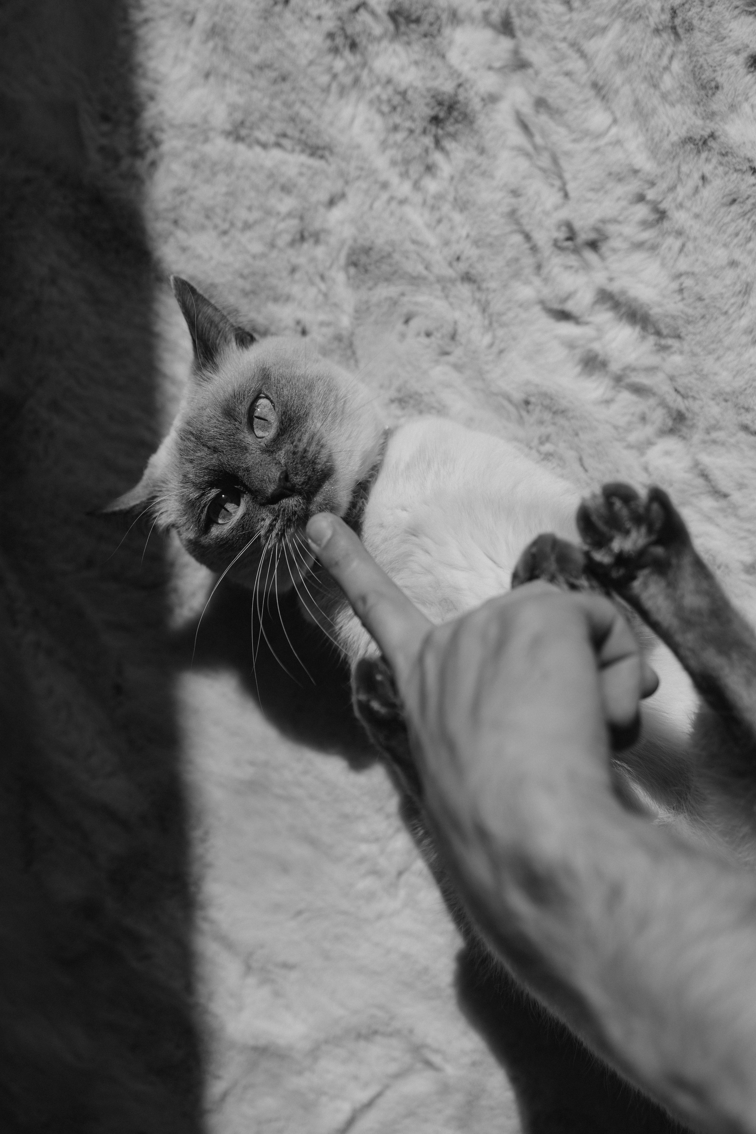 Бэлла, Деми и Луна. Фотораф — анималист Мария Шистка