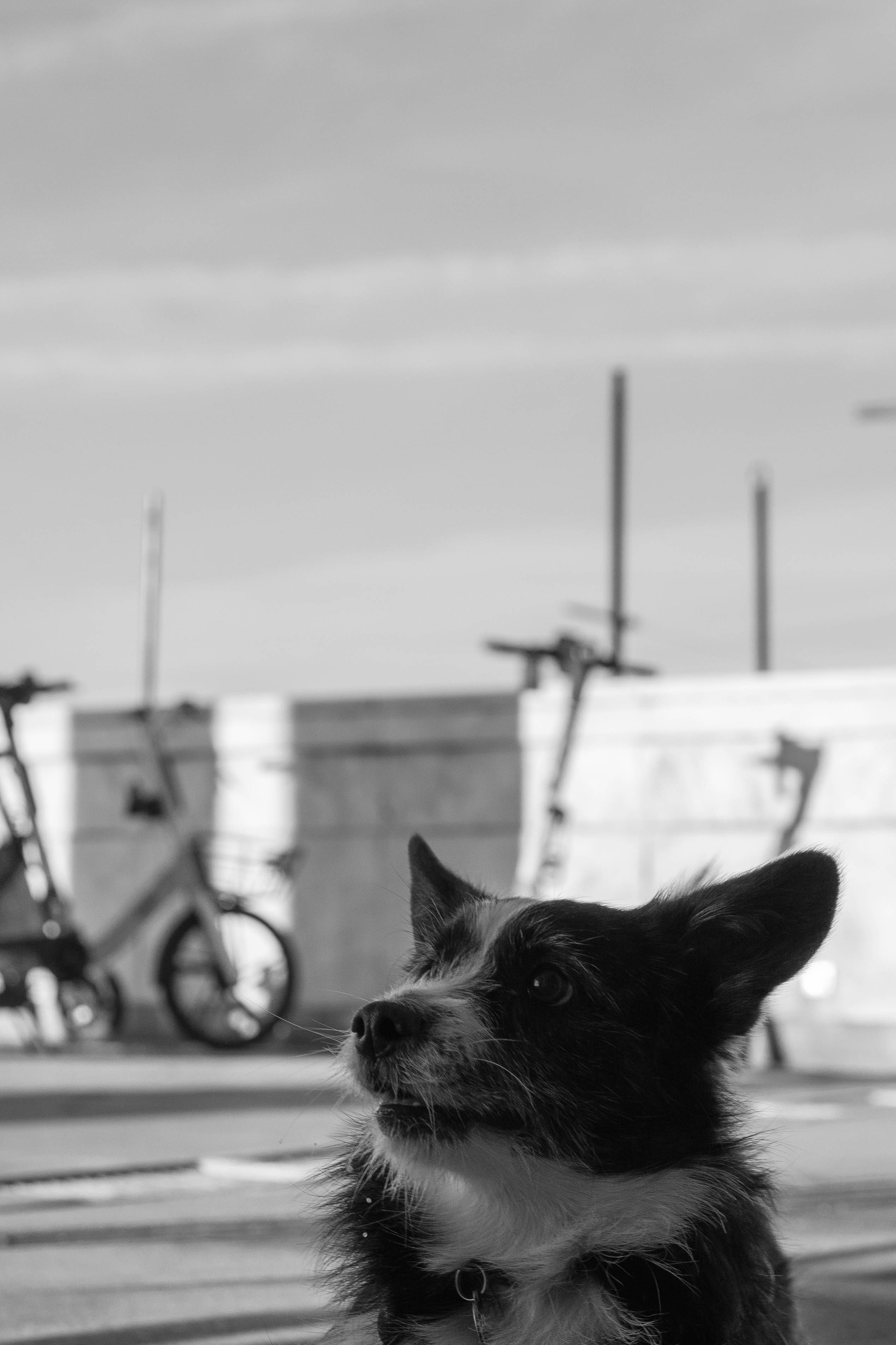 Даша и Тюбик. Фотограф-анималист Ксения Воробьева, Москва